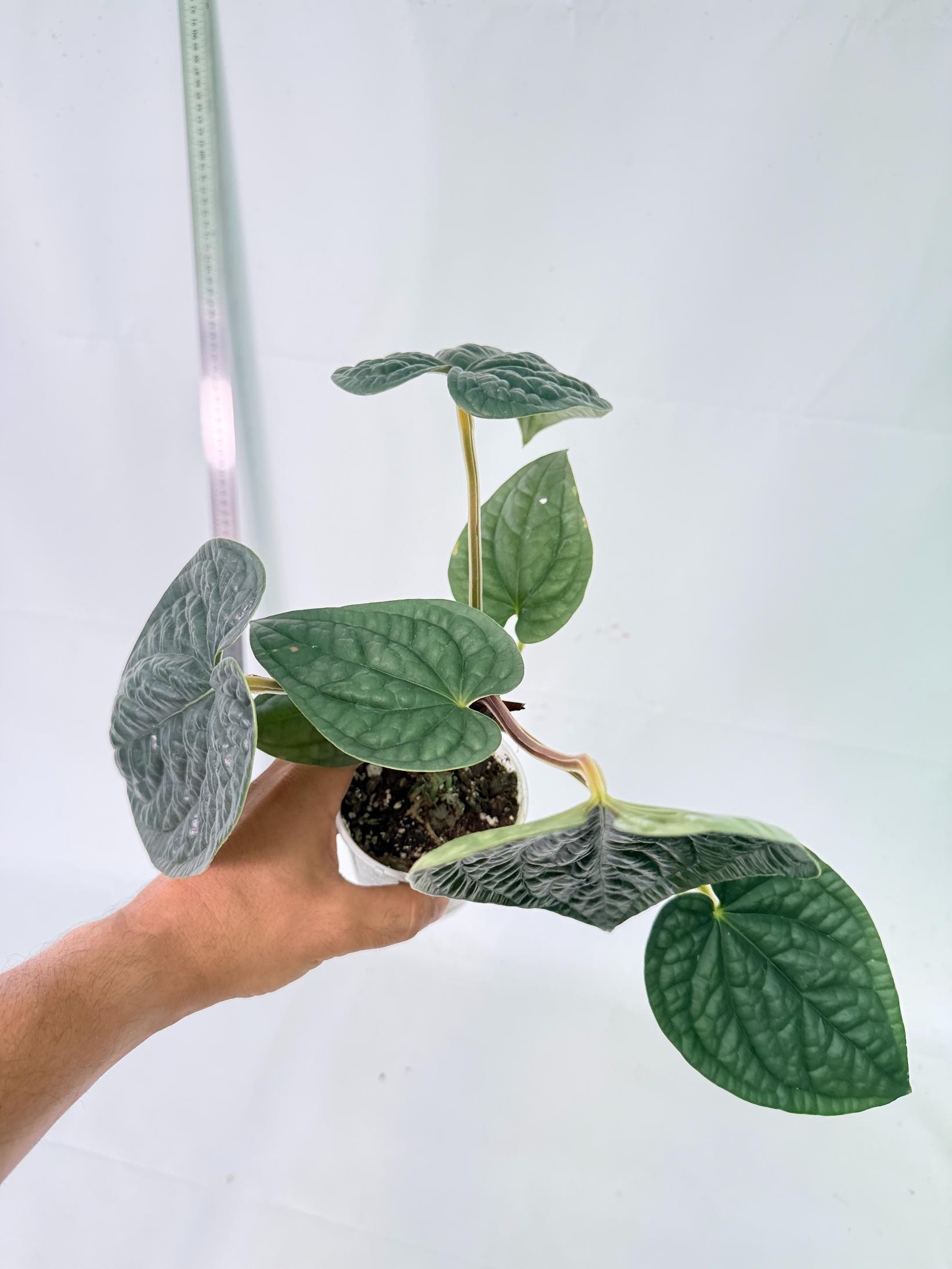 Anthurium Luxurians 7