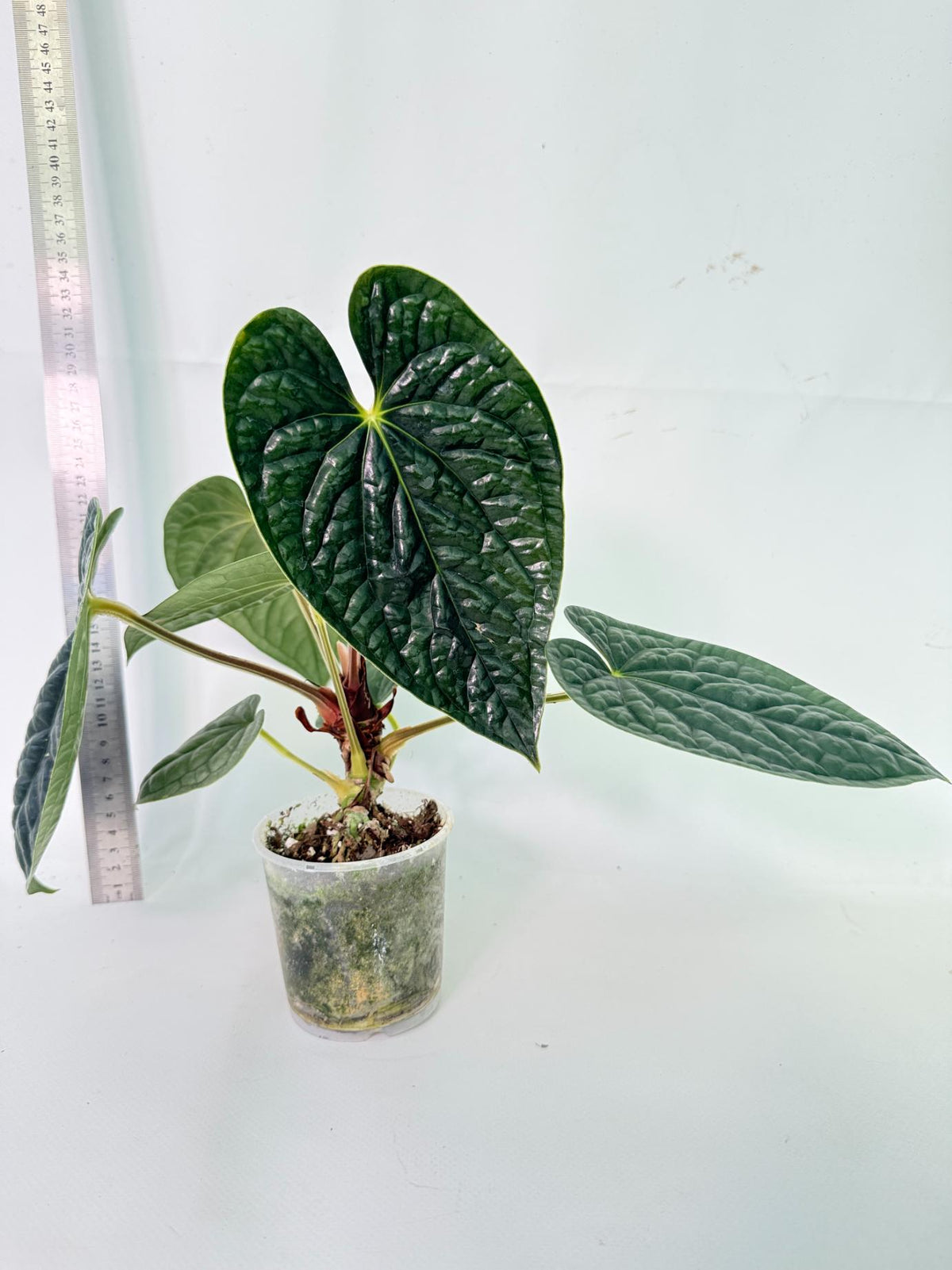 Anthurium Luxurians 4