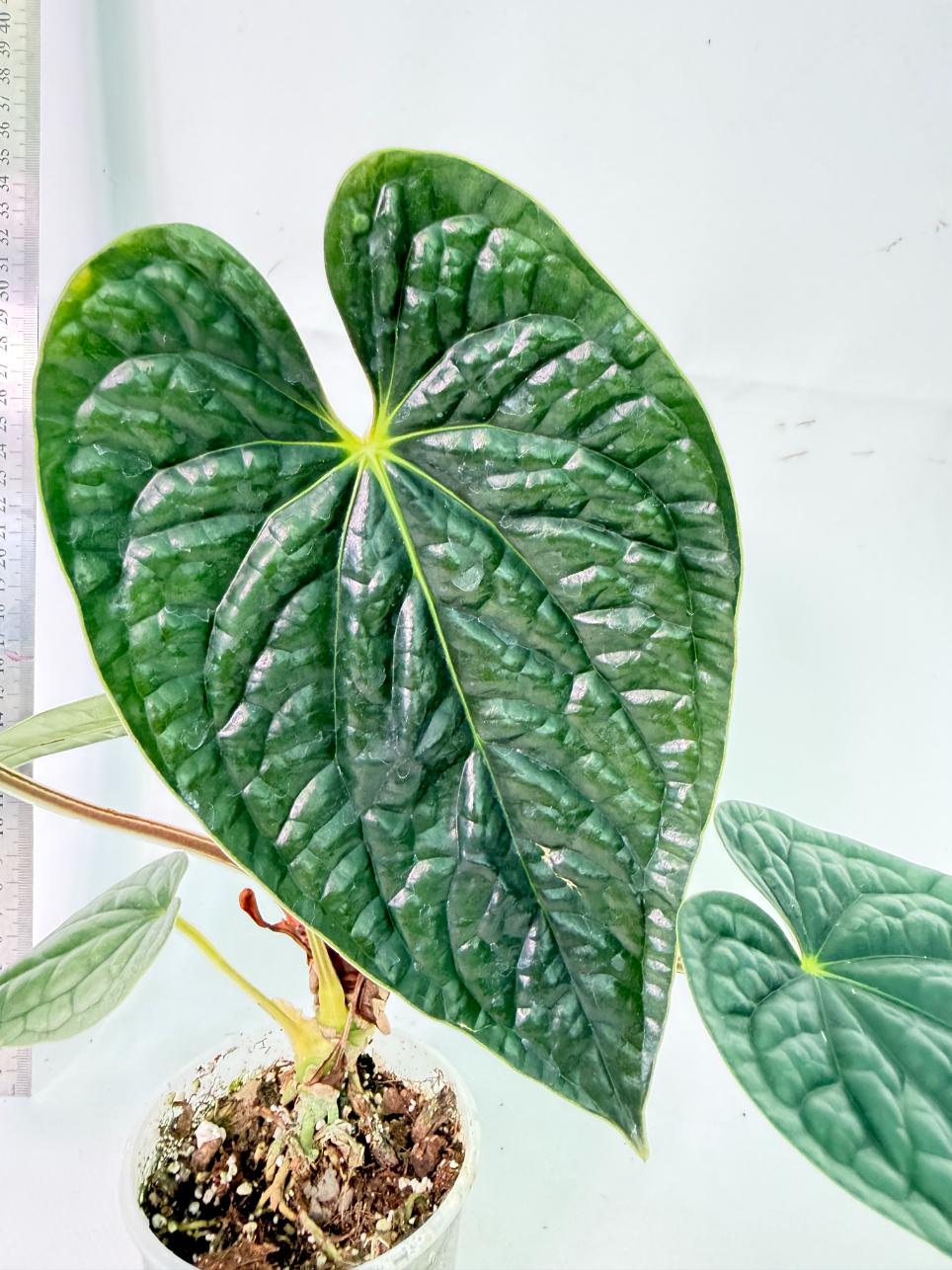 Anthurium Luxurians 1