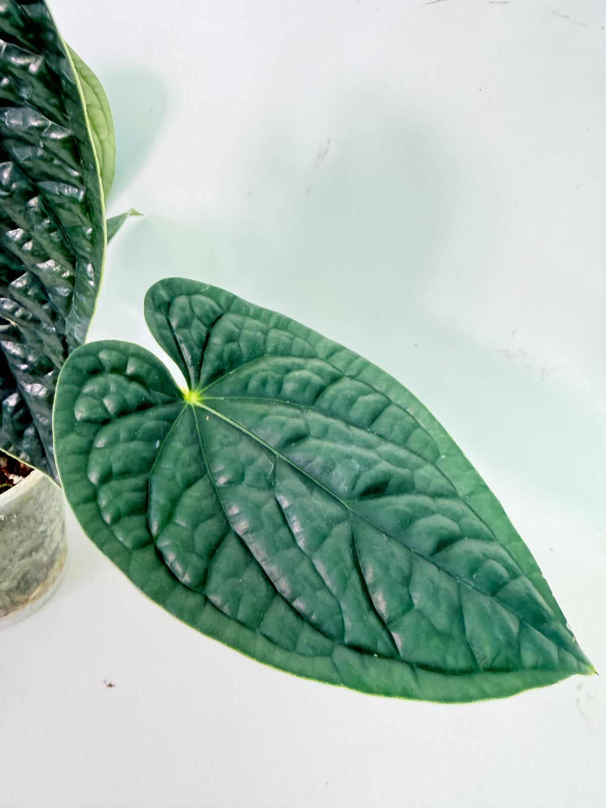 Anthurium Luxurians 5