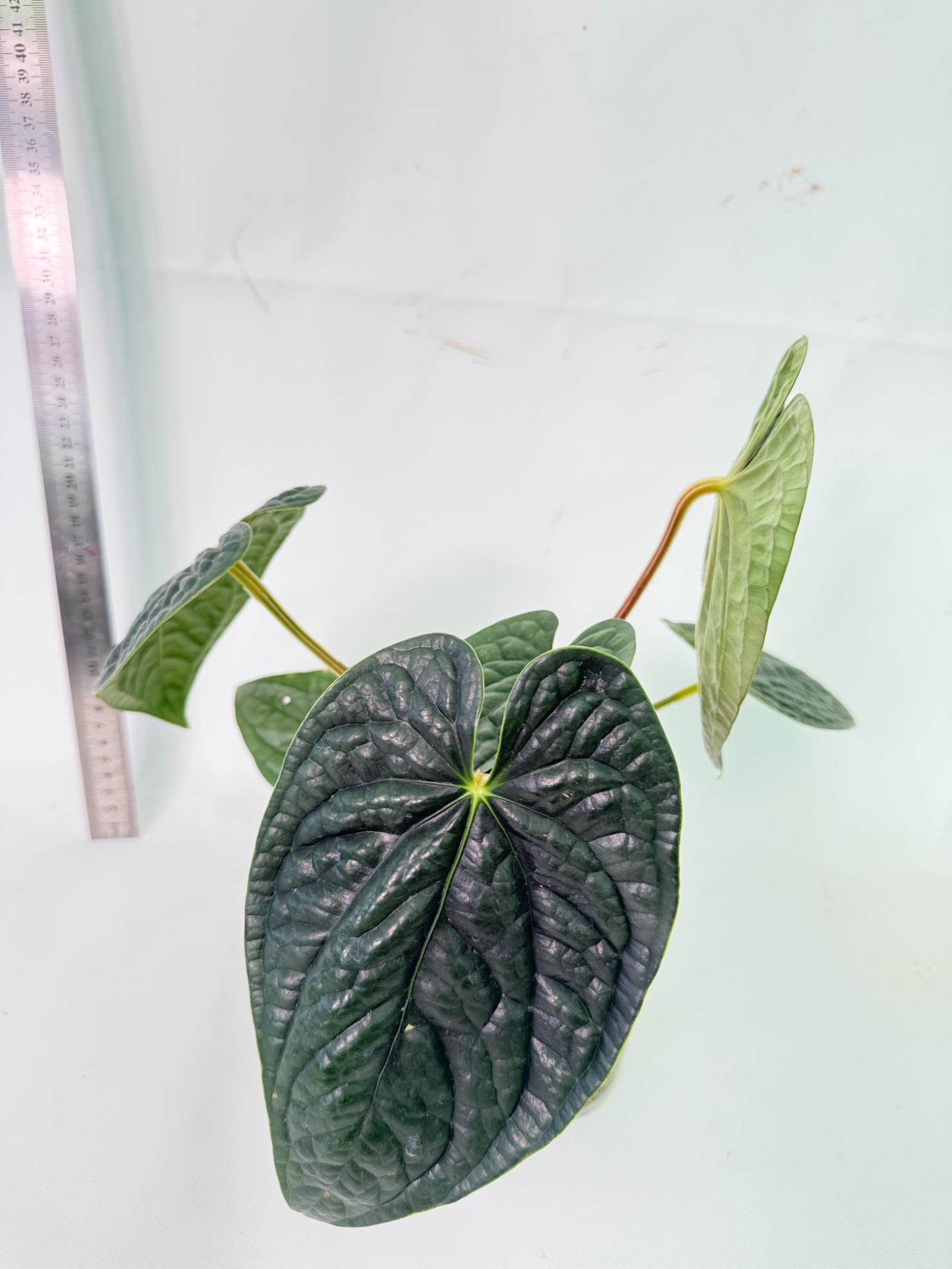 Anthurium Luxurians 6
