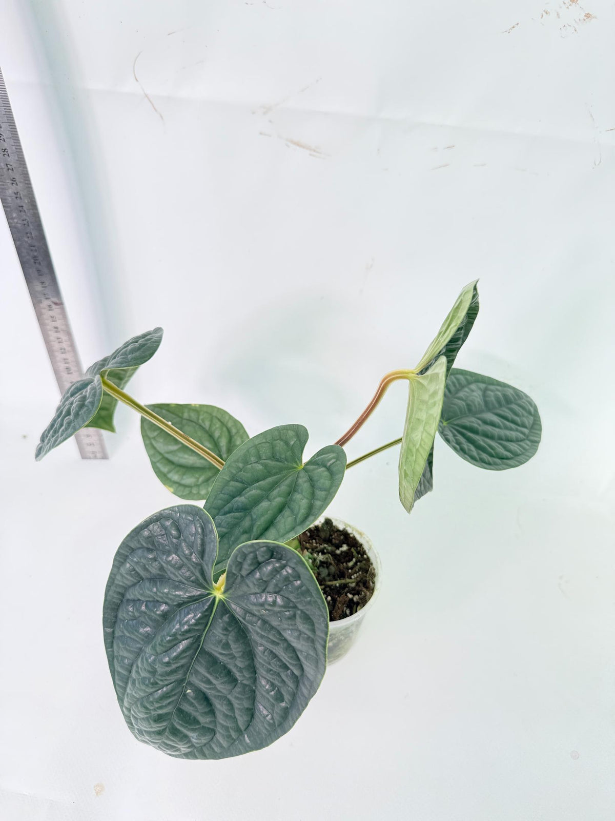 Anthurium Luxurians 3