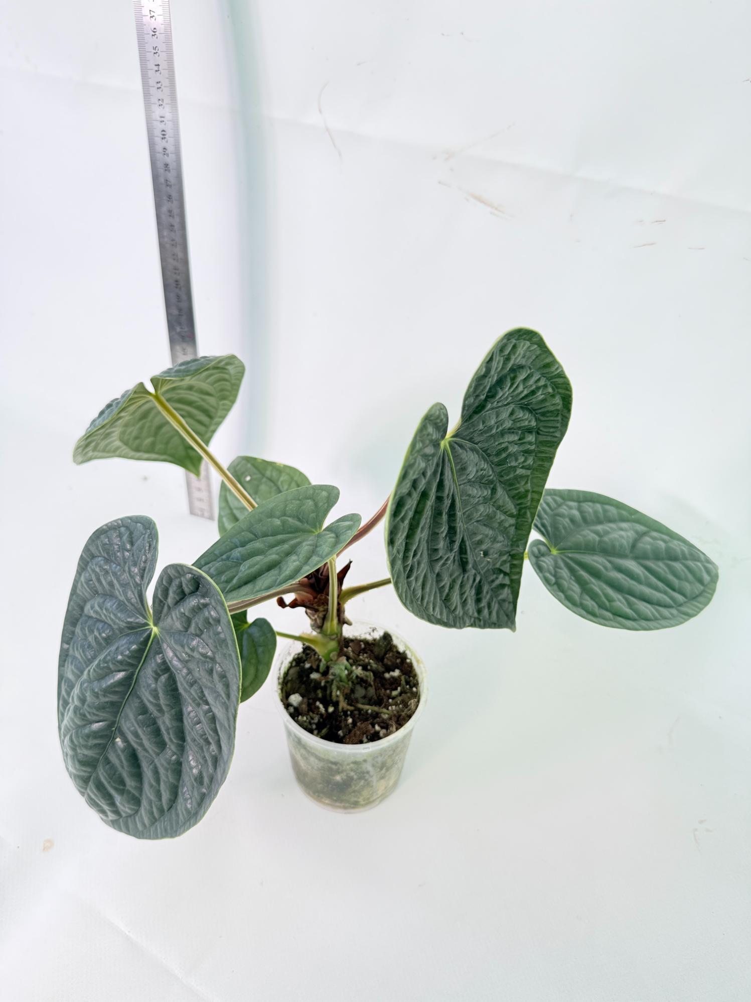 Anthurium Luxurians 8