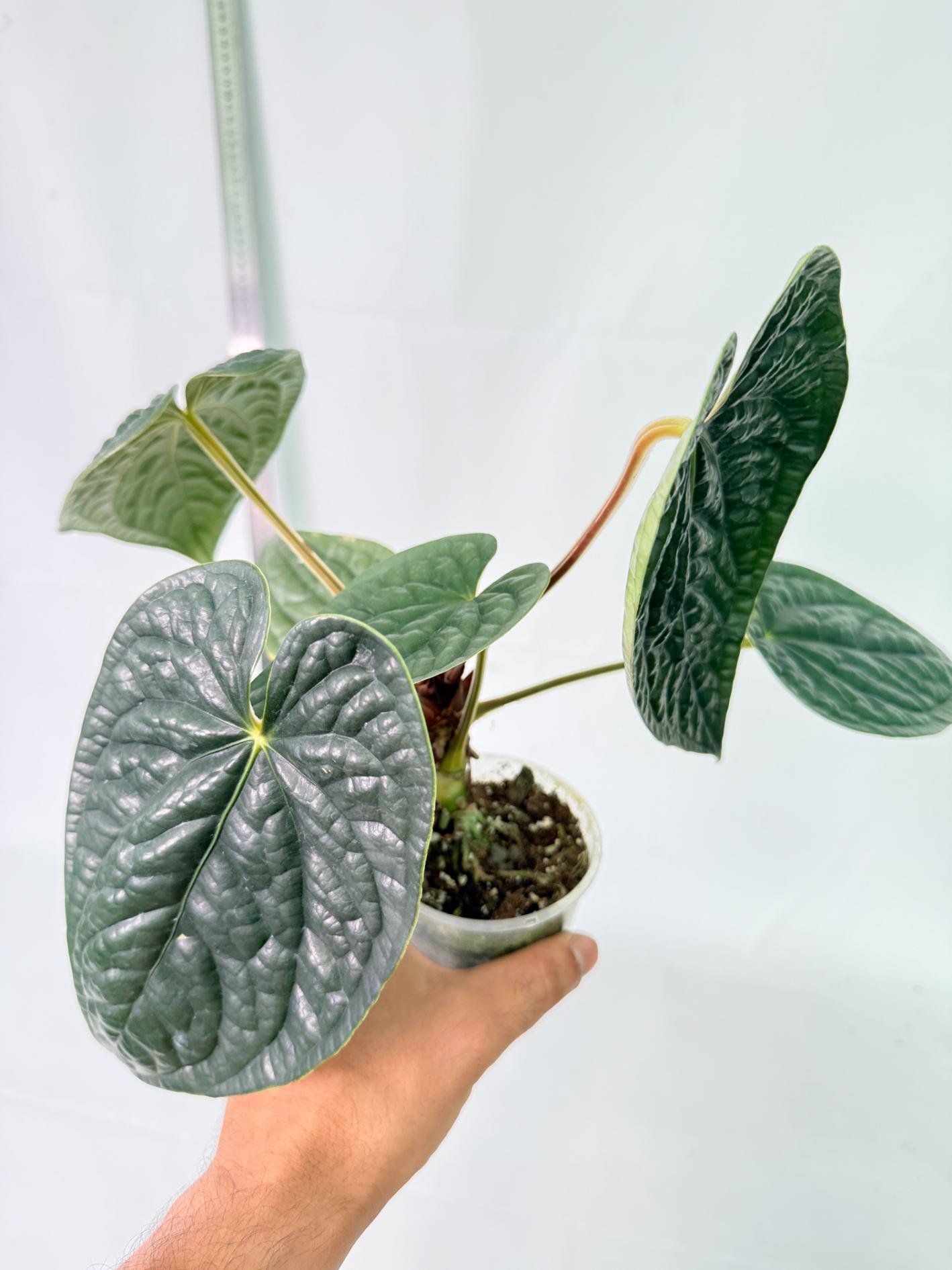 Anthurium Luxurians 9