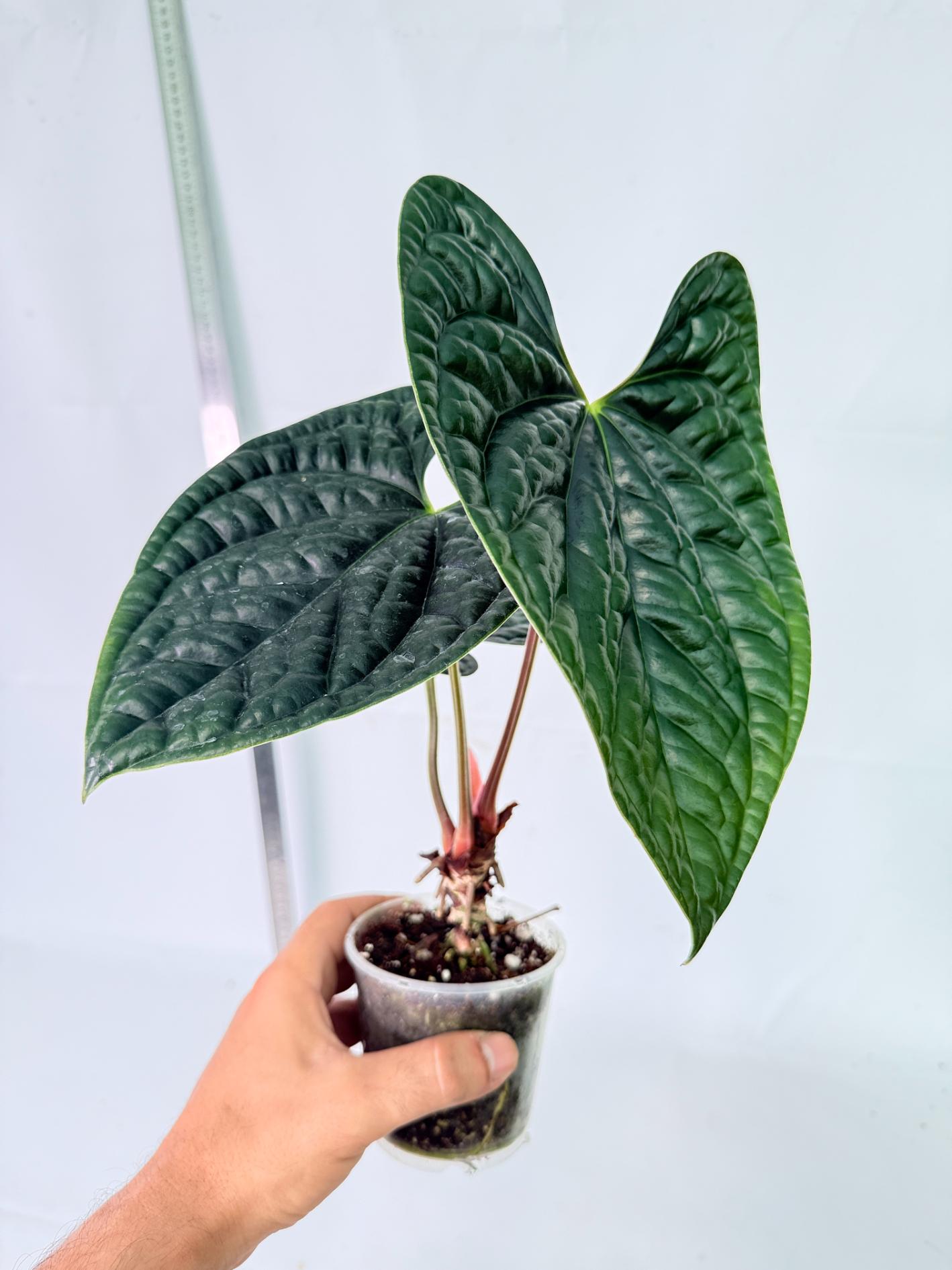 Anthurium Luxurians 4