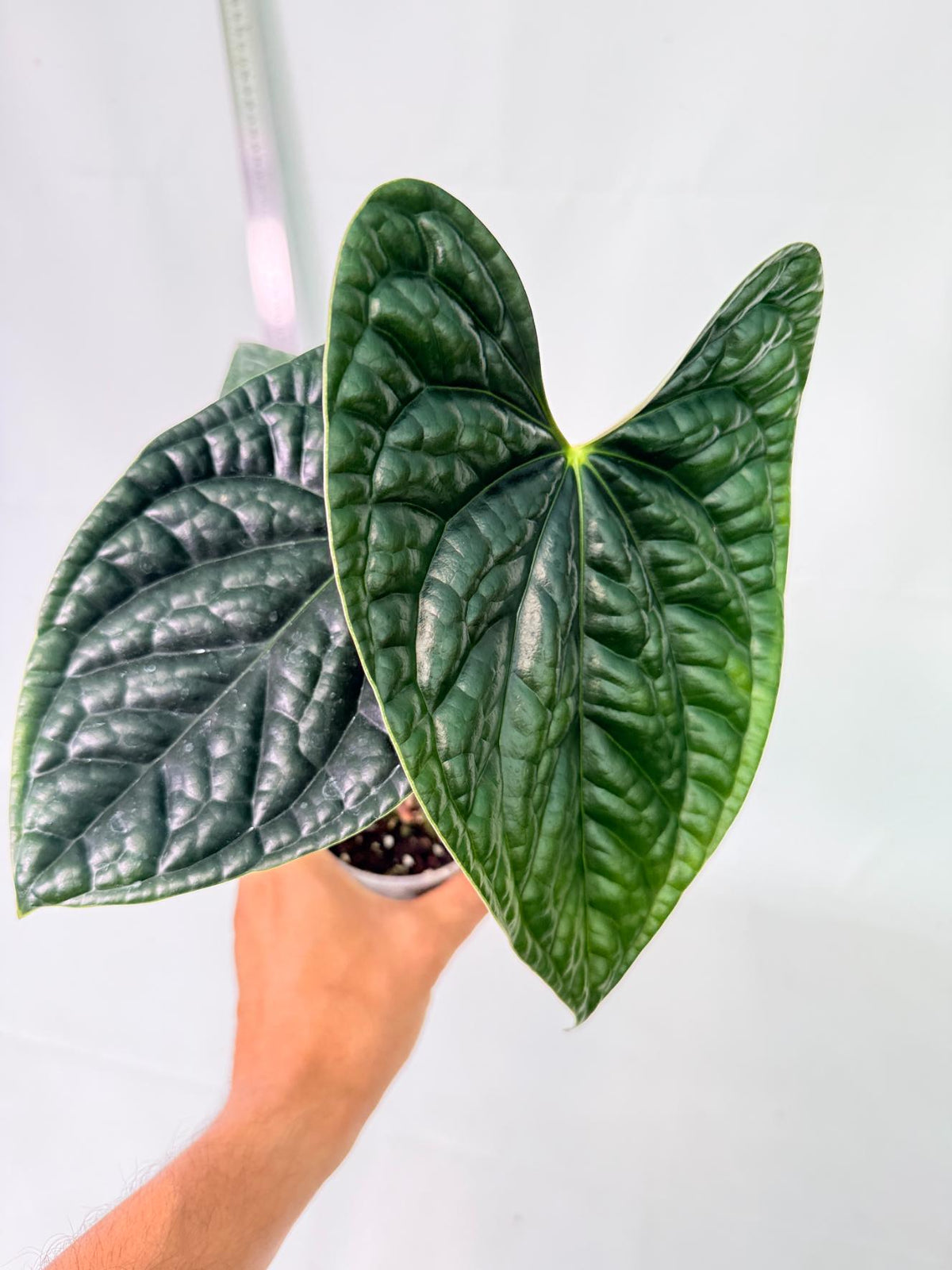 Anthurium Luxurians 5
