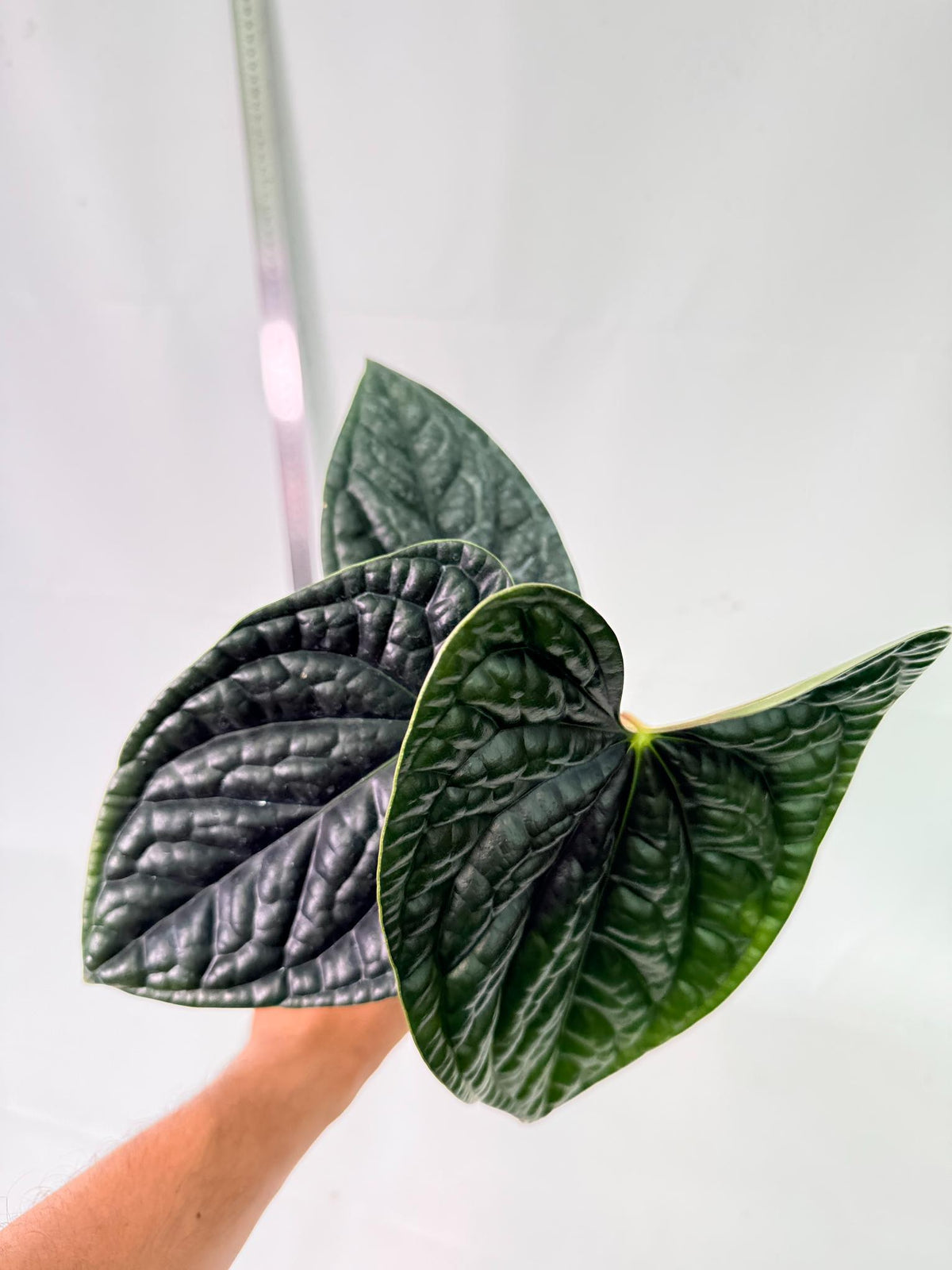 Anthurium Luxurians 10