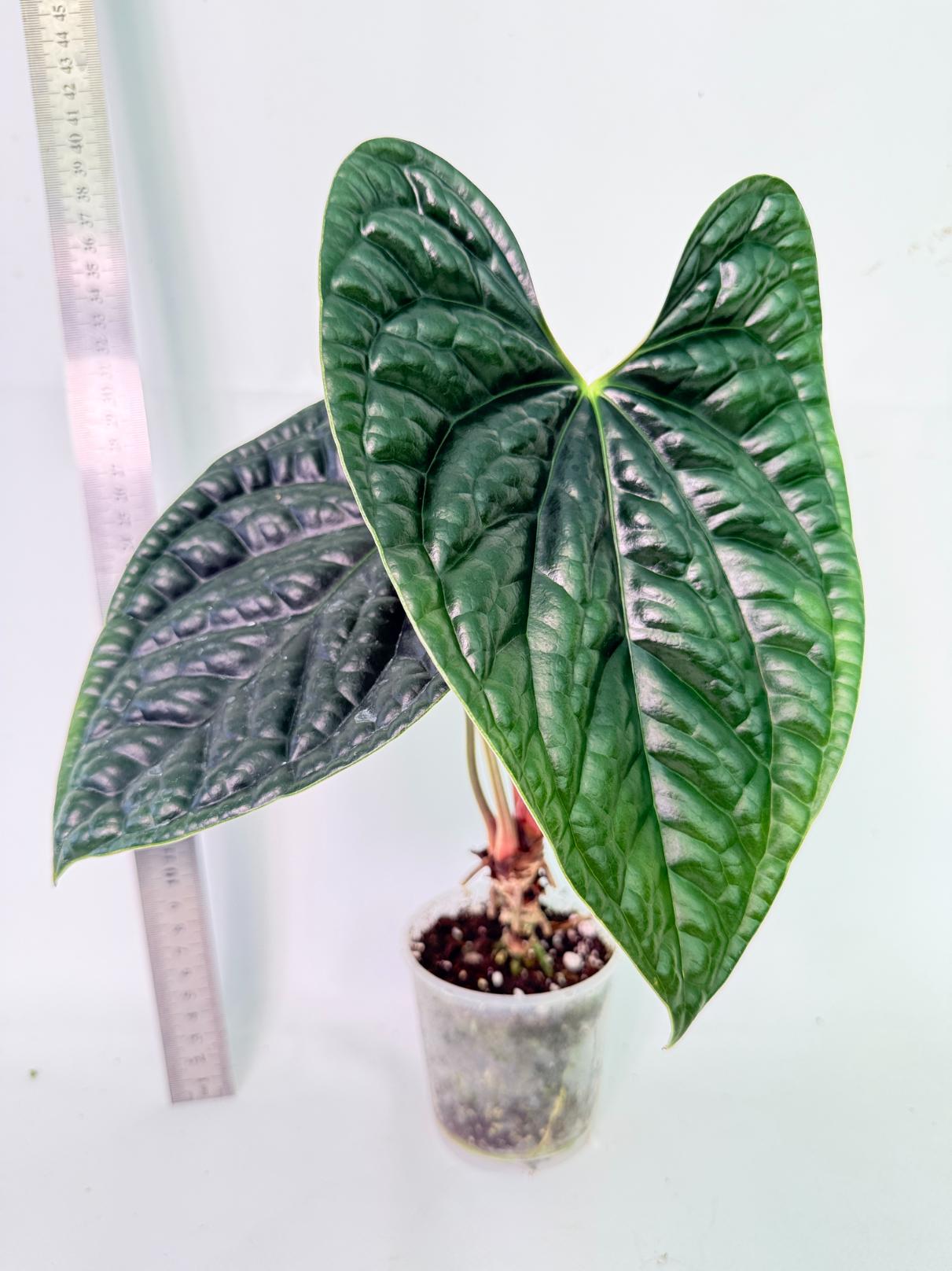 Anthurium Luxurians 2