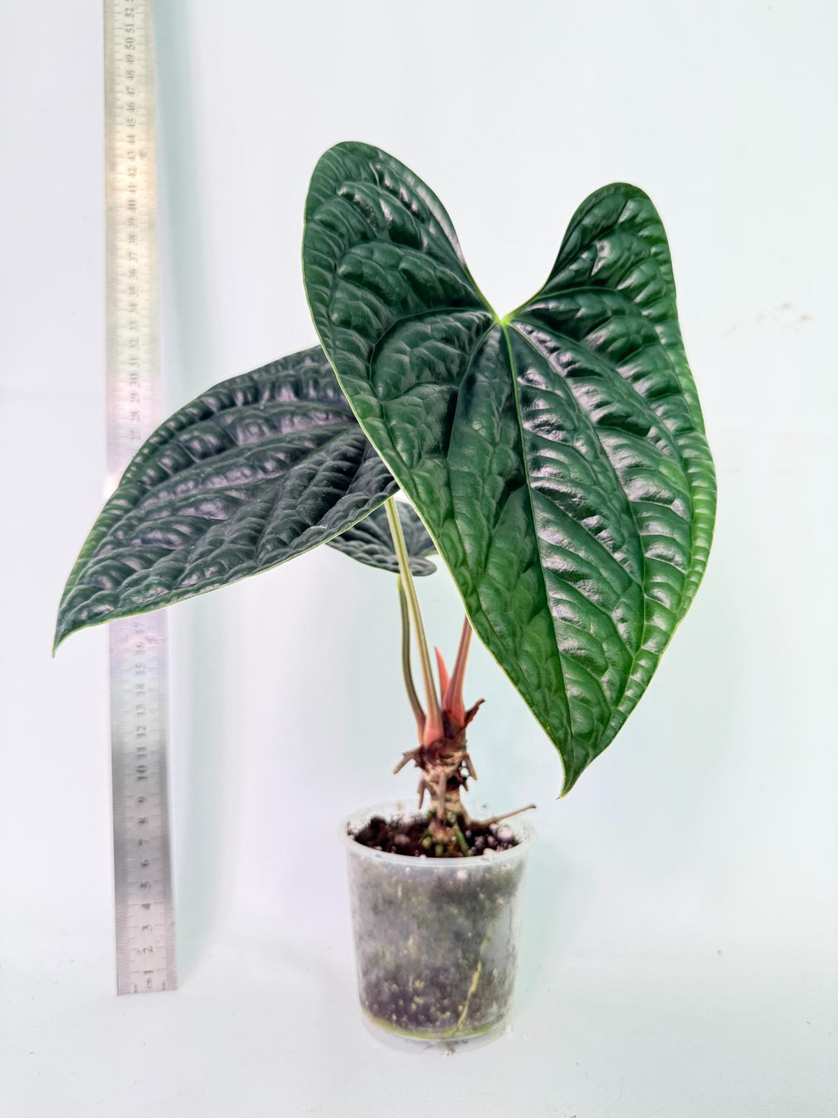 Anthurium Luxurians 7