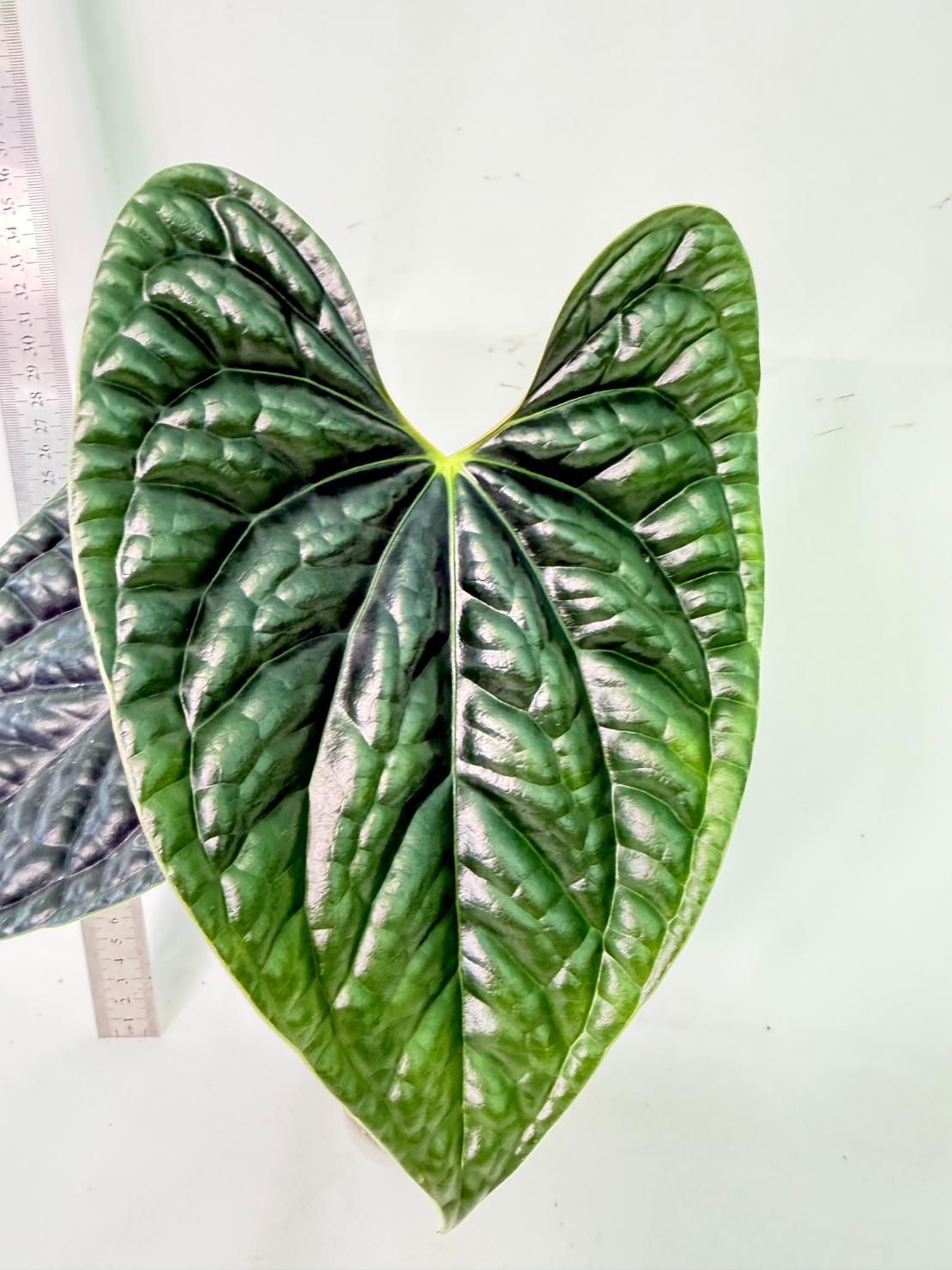 Anthurium Luxurians 1
