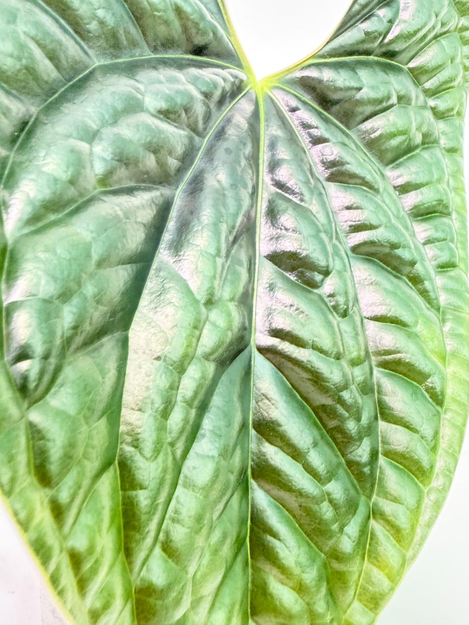 Anthurium Luxurians 6