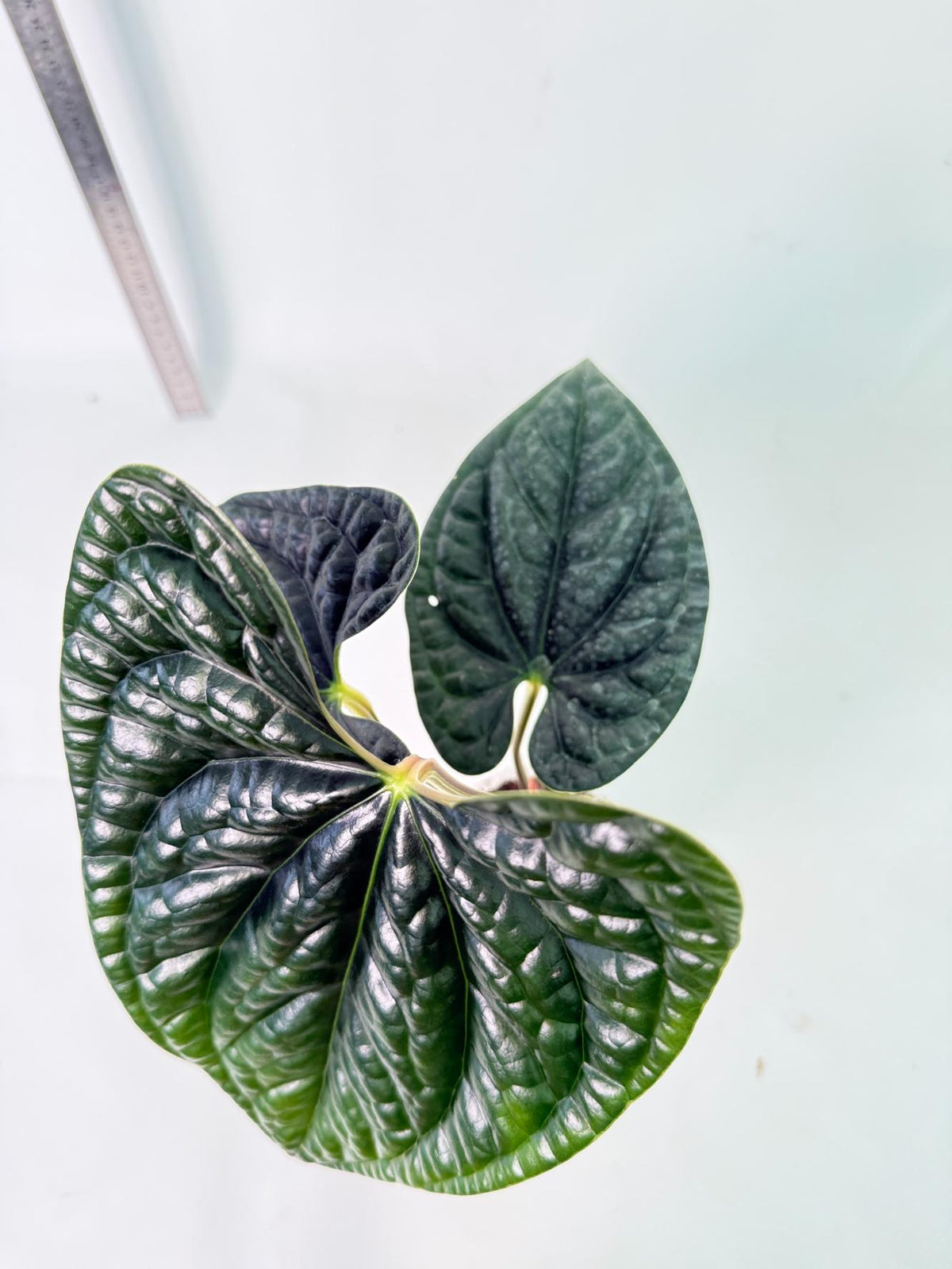 Anthurium Luxurians 8