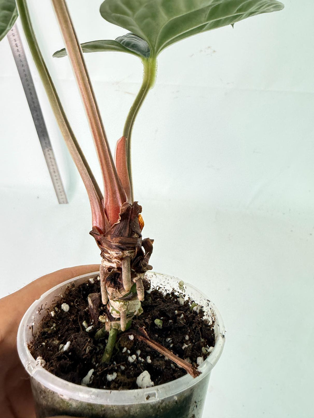 Anthurium Luxurians 9