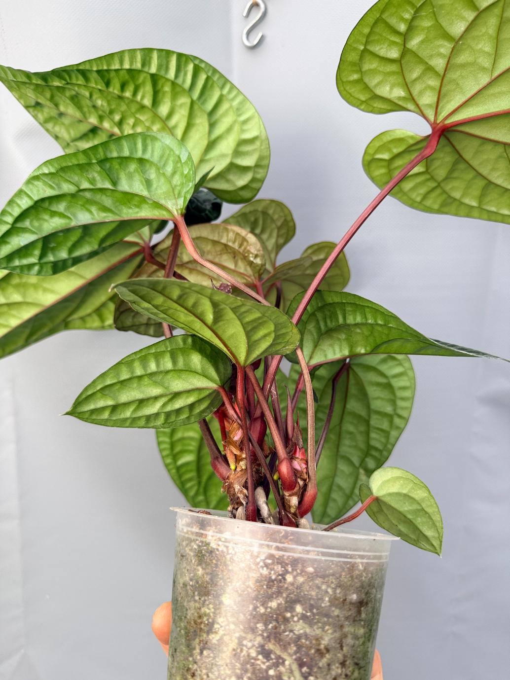 anthurium luxurians radicans Anthurium Luxurians x Radicans XL 2 plants in 1 pot