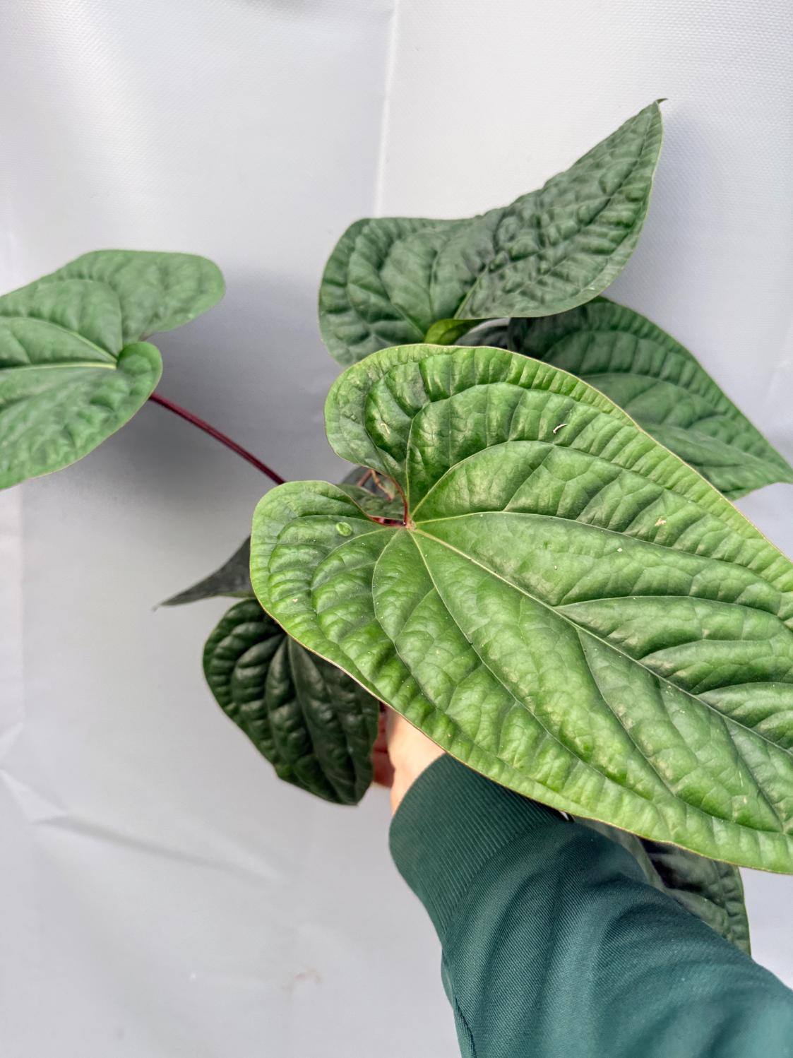 Anthurium Luxurians x Radicans 5