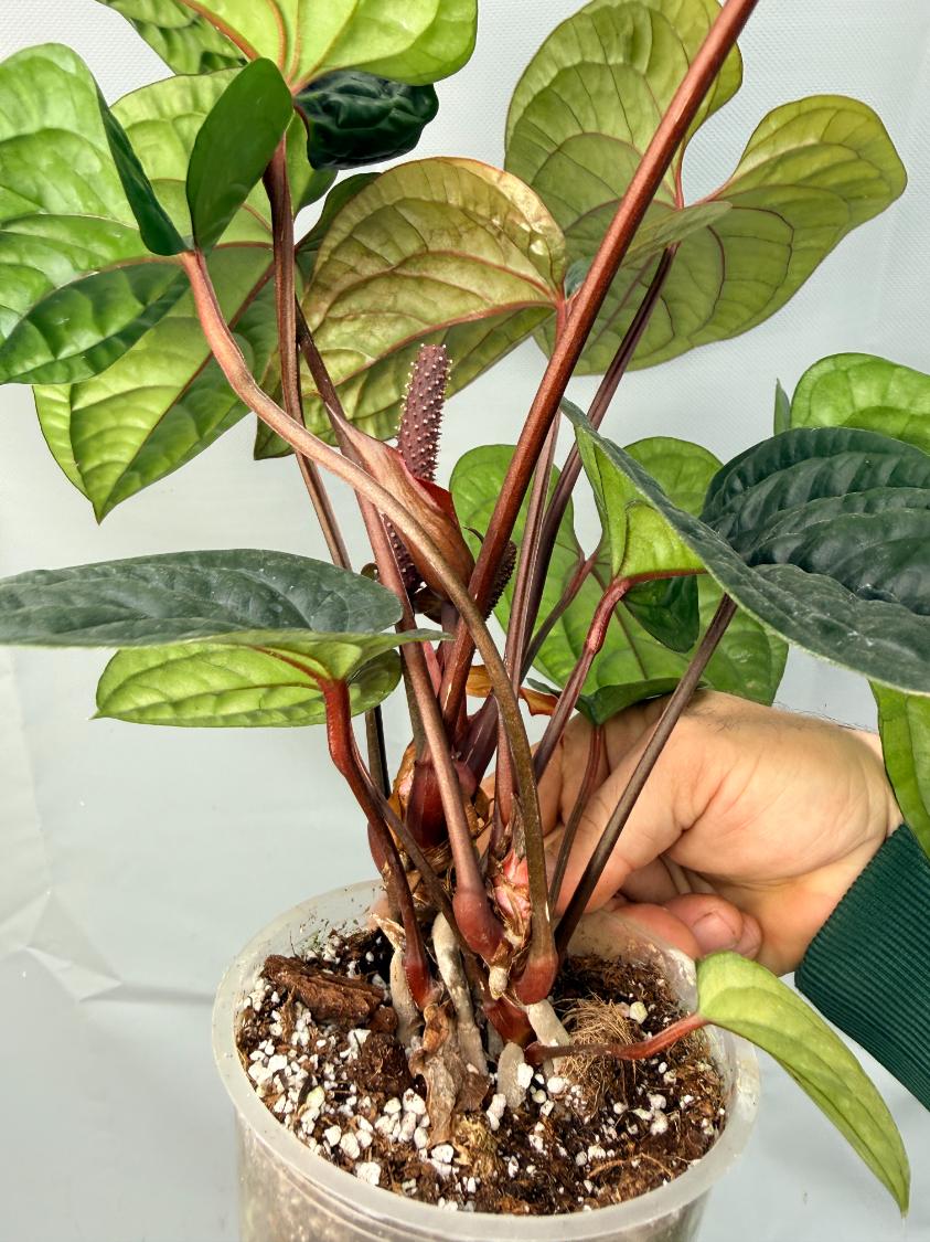 anthurium regale x luxurians Anthurium Luxurians x Radicans XL 2 plants in 1 pot