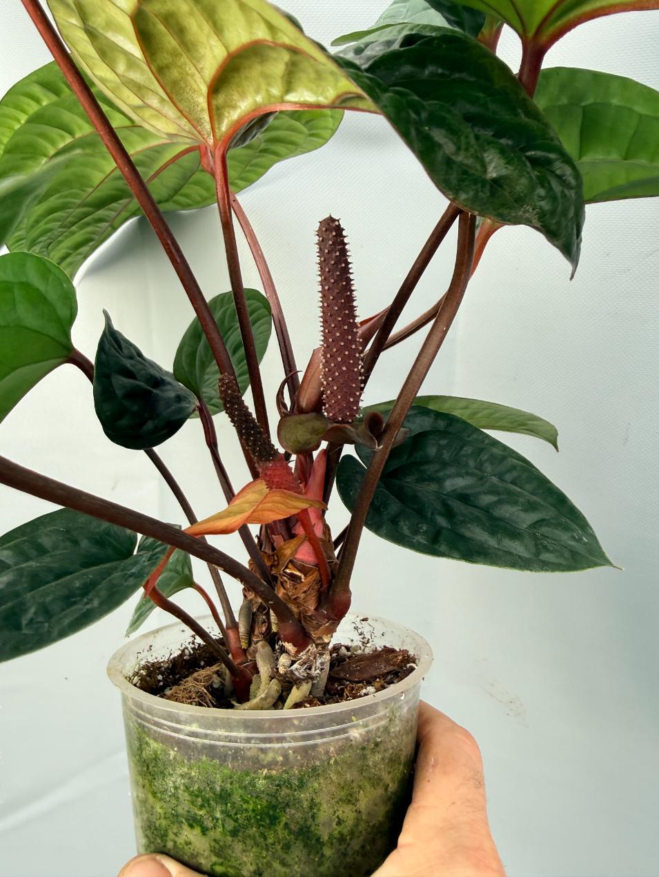 Anthurium Luxurians x Radicans 1