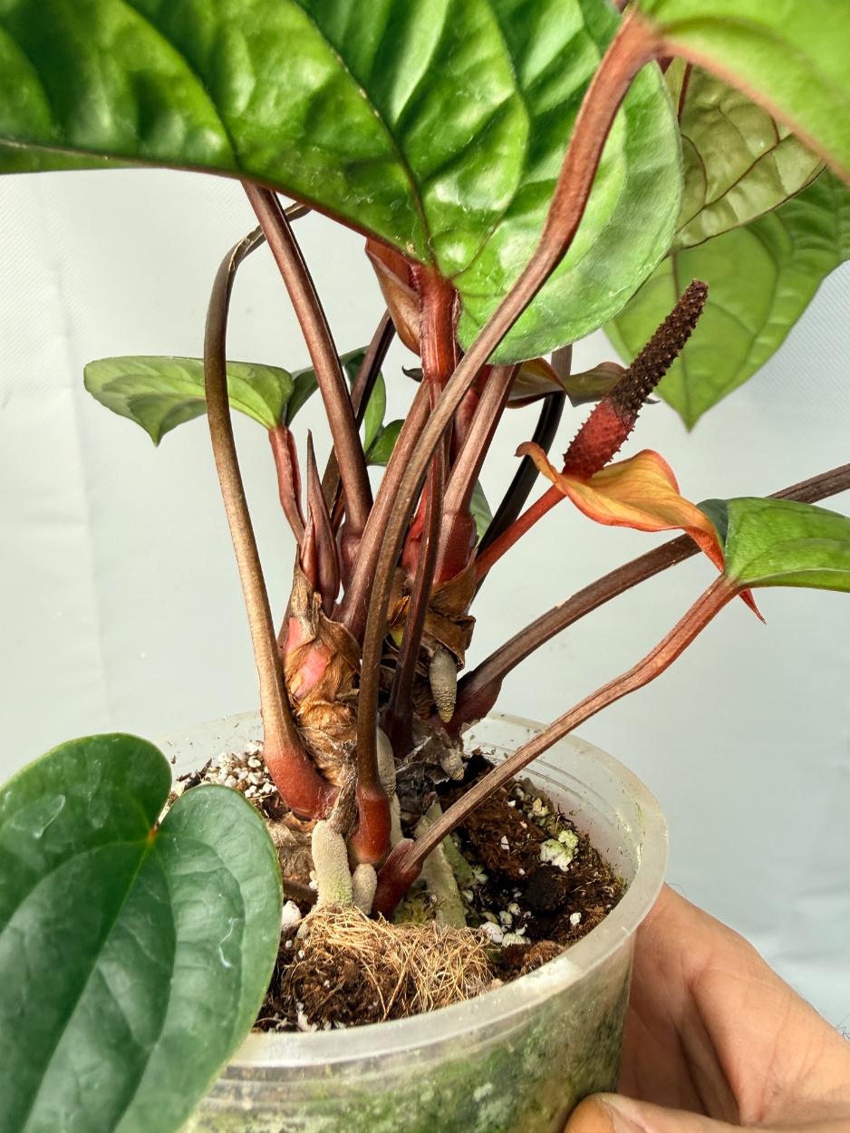 anthurium red dragon Anthurium Luxurians x Radicans XL 2 plants in 1 pot
