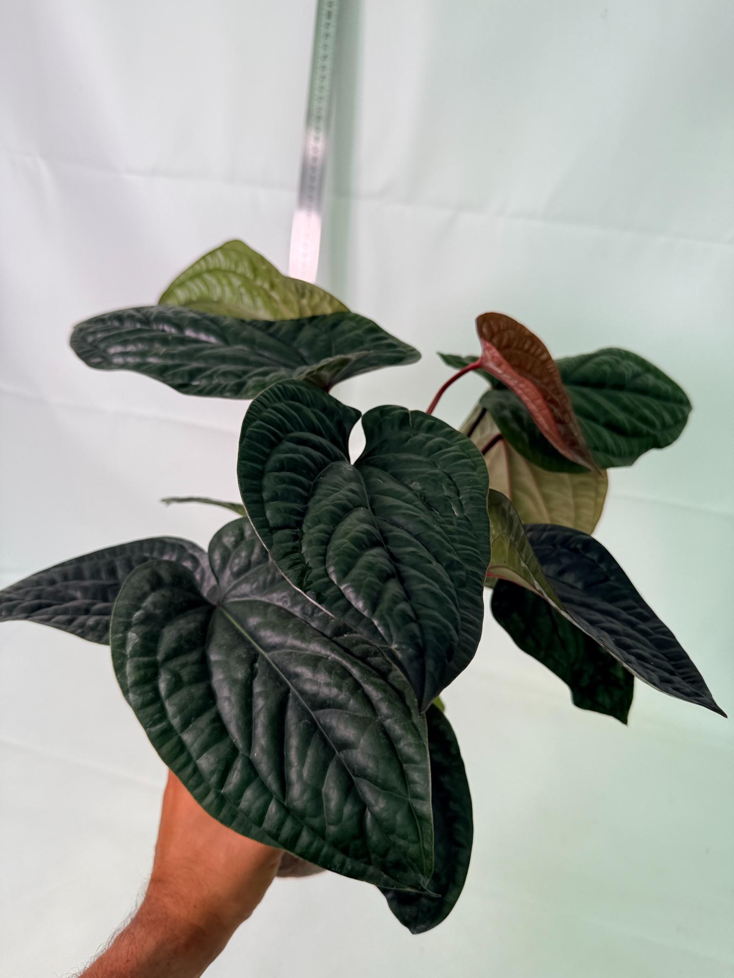 Anthurium Luxurians x Radicans XL | Welovetropicalplants