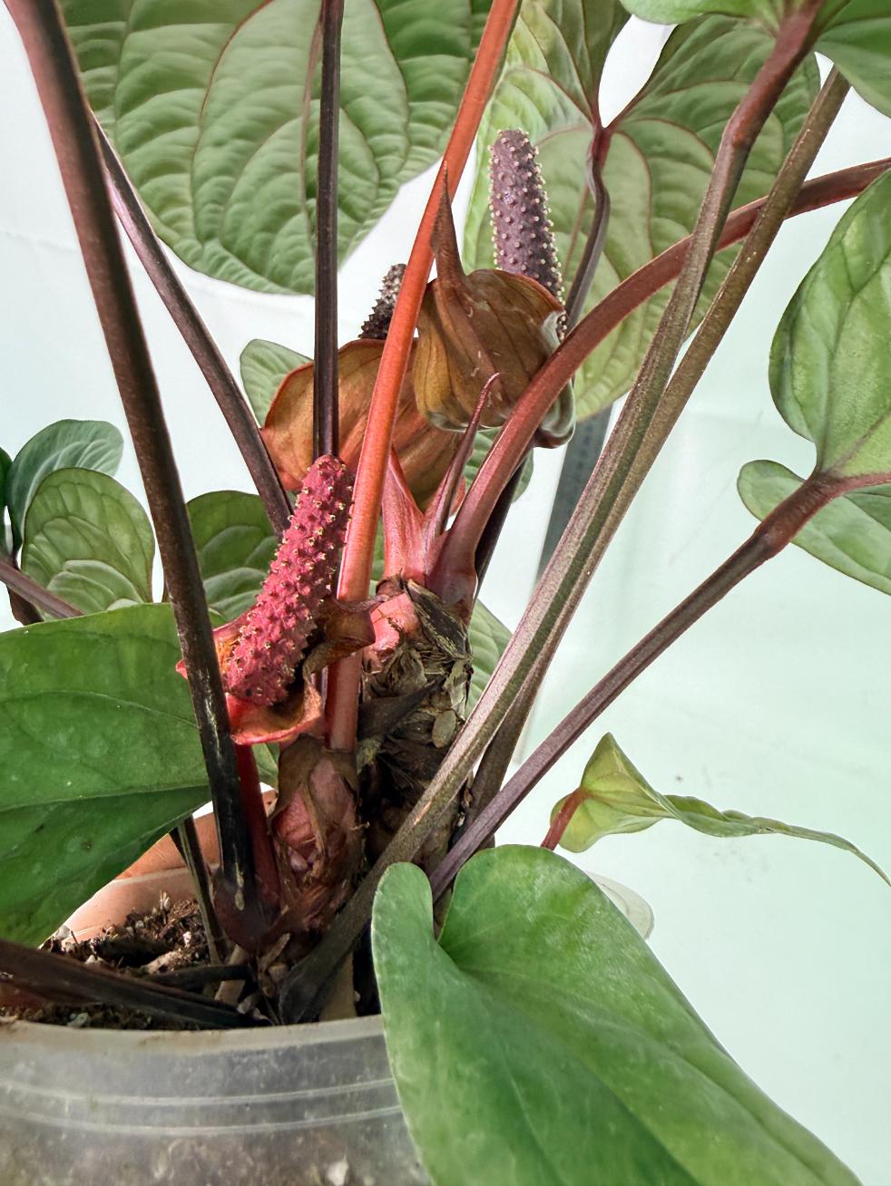Anthurium Luxurians x Radicans  XL 10