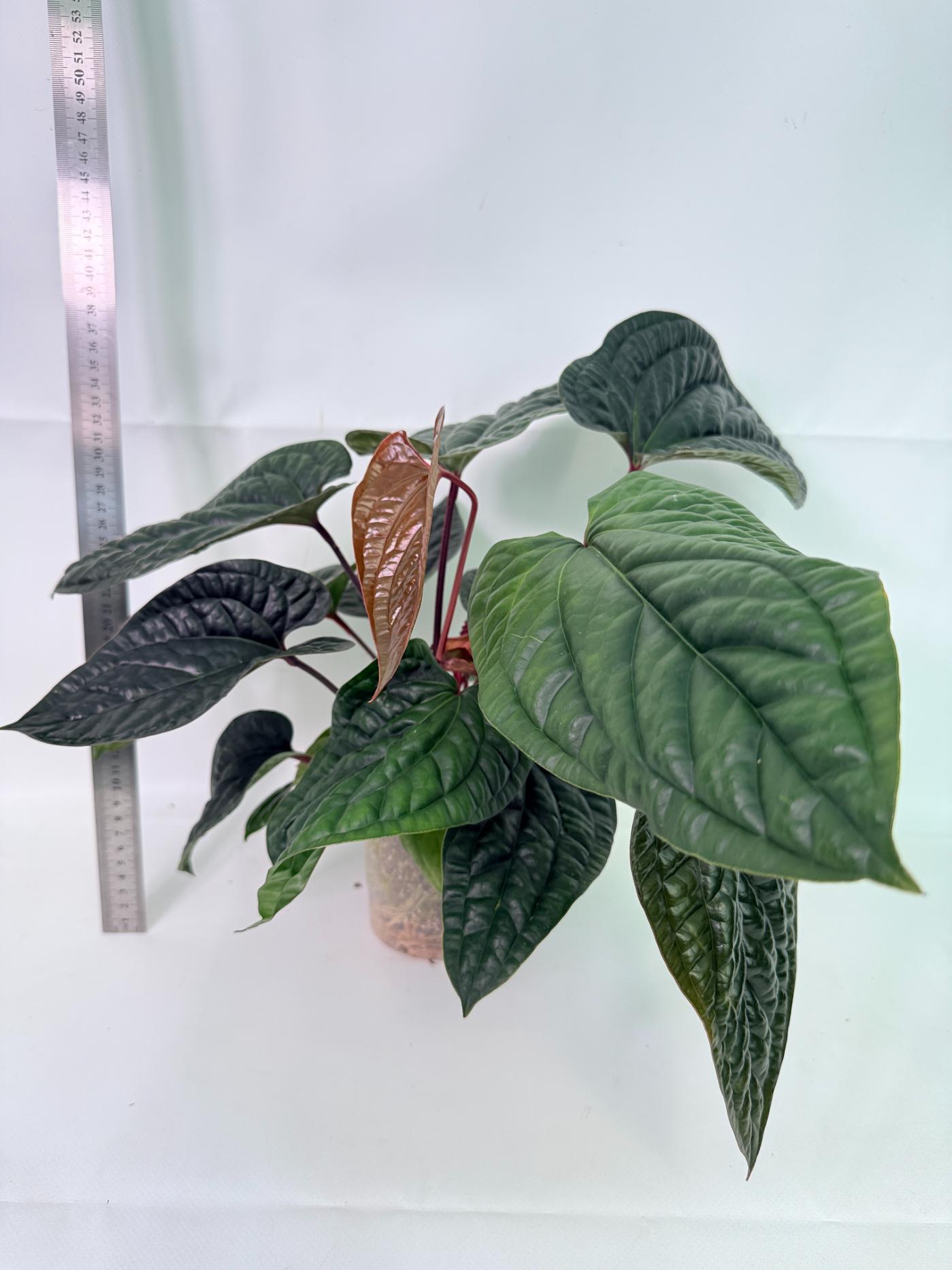 Anthurium Luxurians x Radicans  XL 1