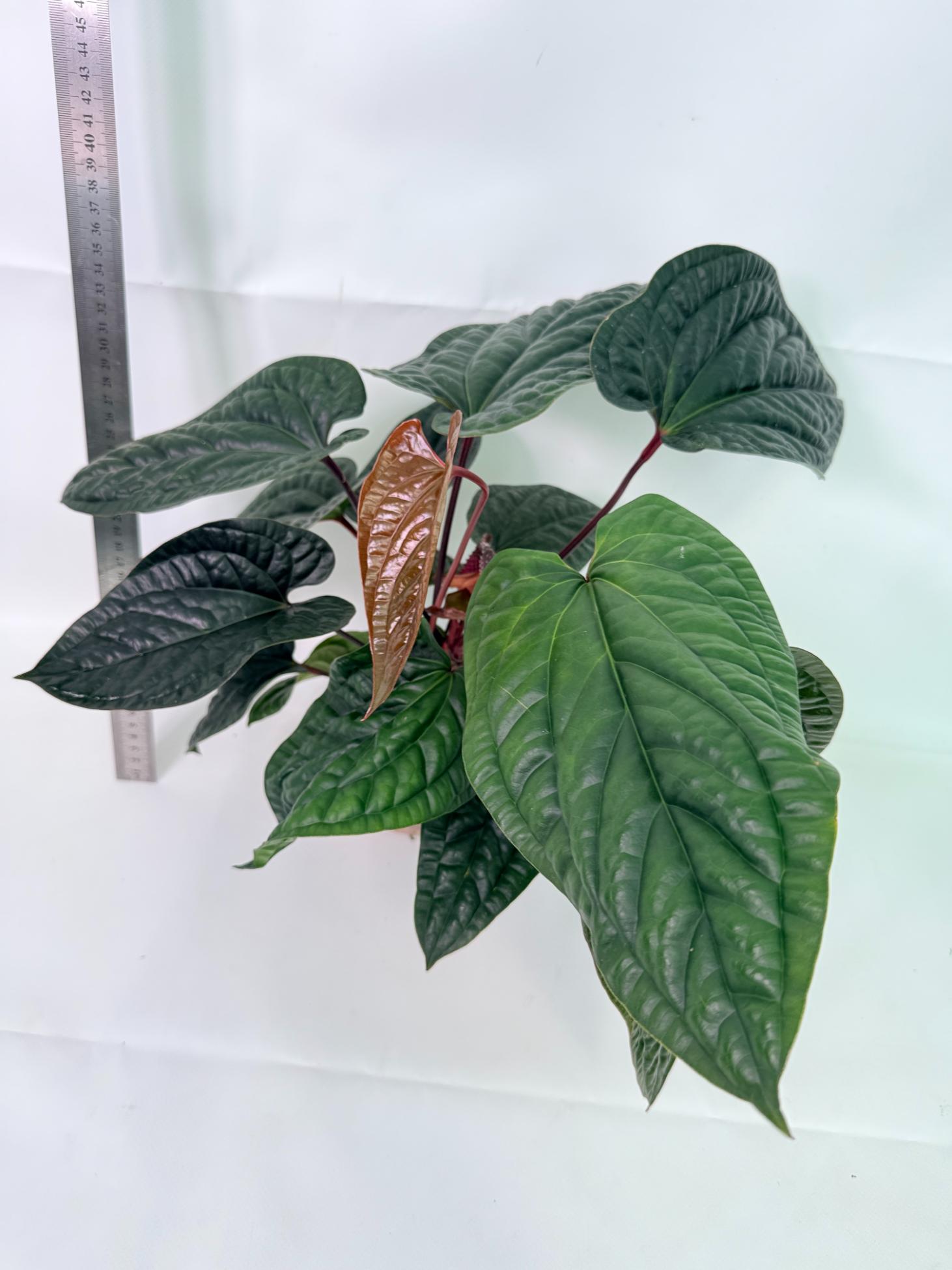 Anthurium Luxurians x Radicans  XL 3