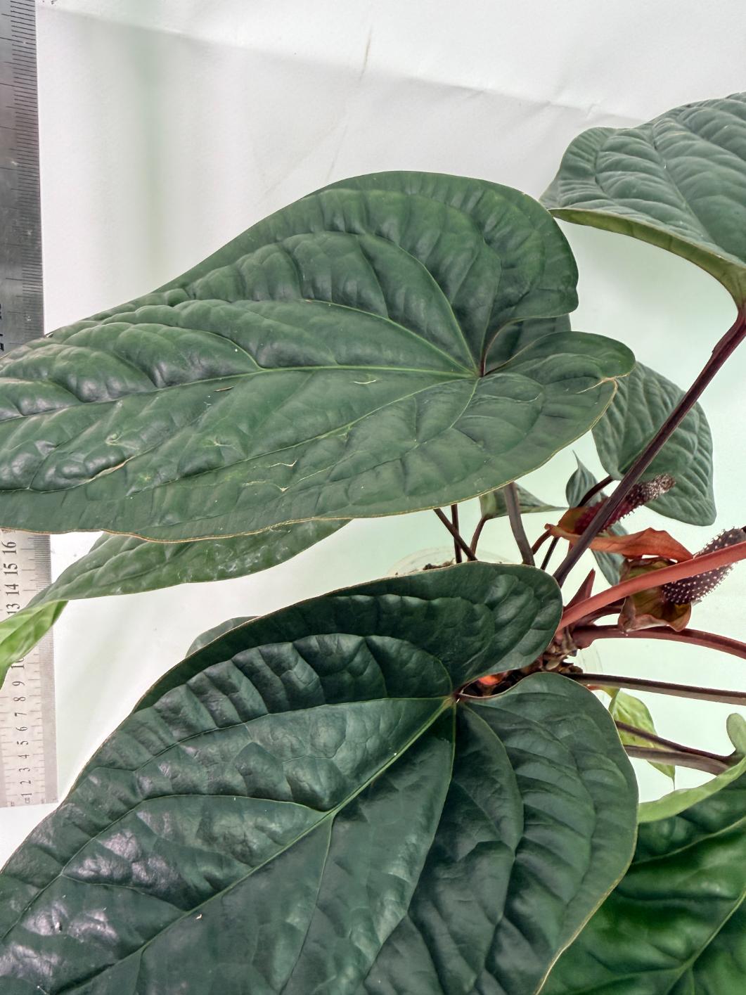 Anthurium Luxurians x Radicans  XL 4