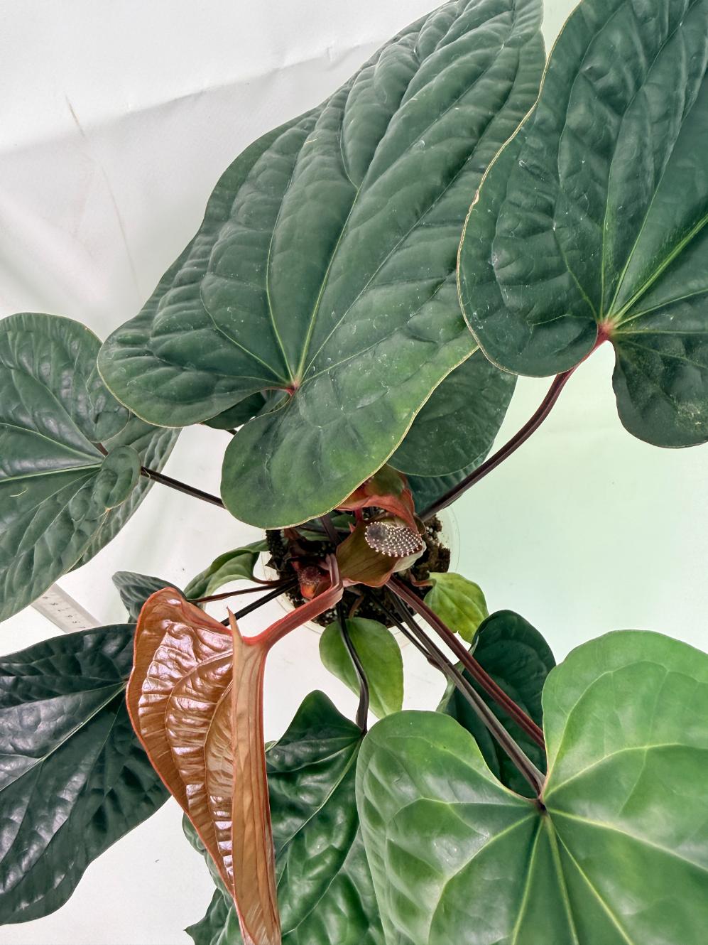 Anthurium Luxurians x Radicans  XL 5
