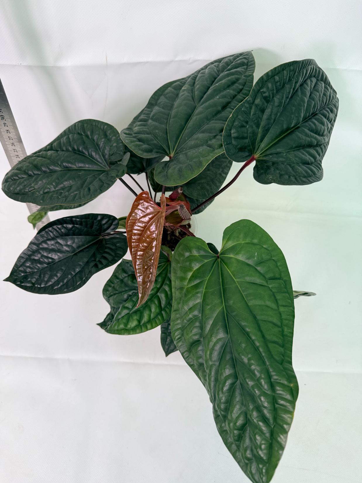 Anthurium Luxurians x Radicans  XL 6