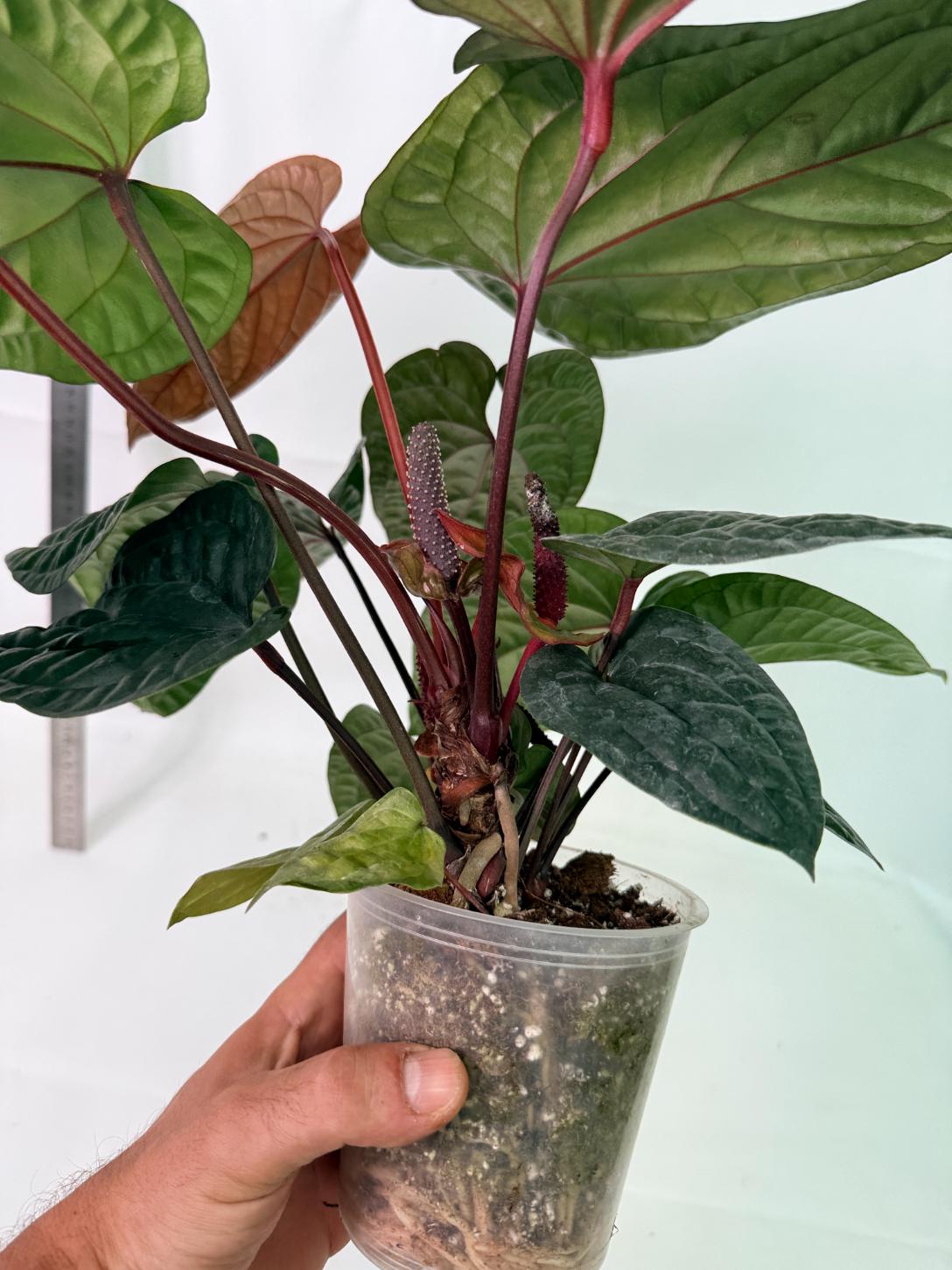 Anthurium Luxurians x Radicans  XL 7