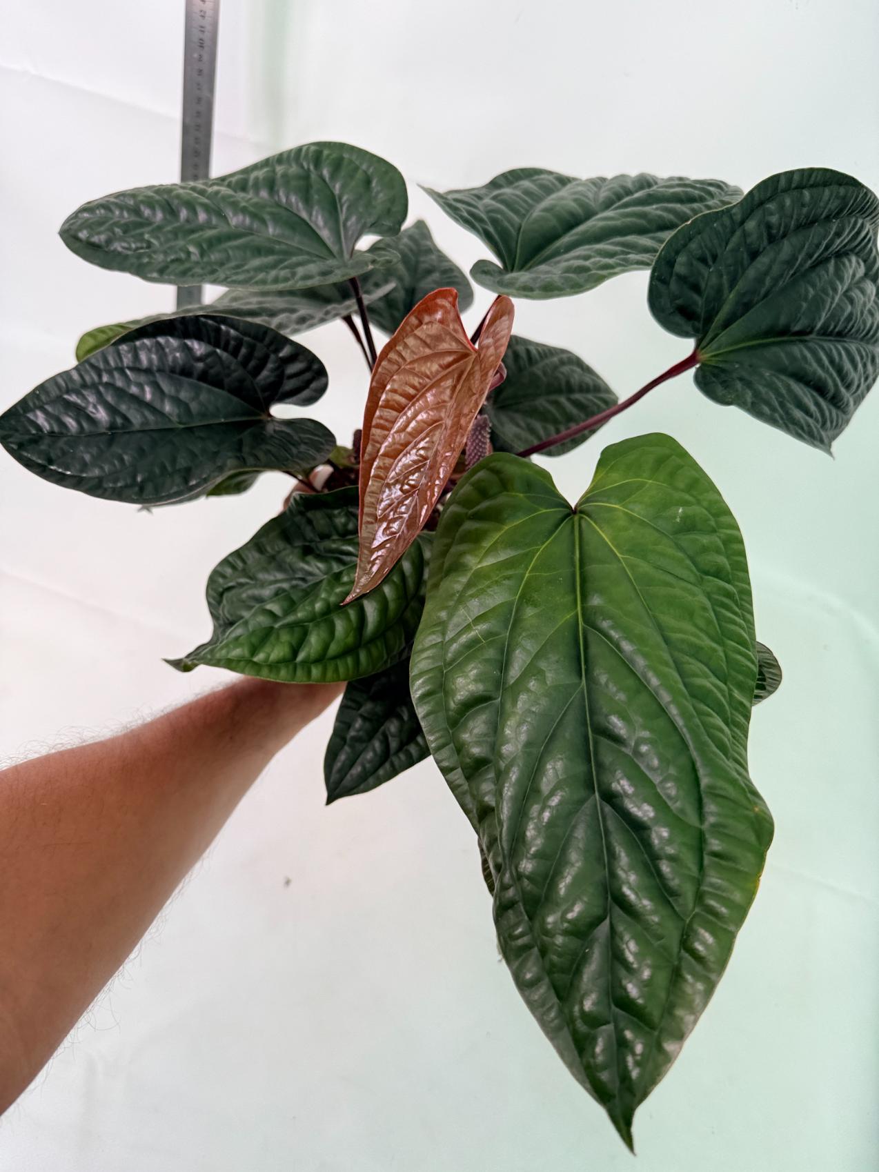 Anthurium Luxurians x Radicans  XL 8