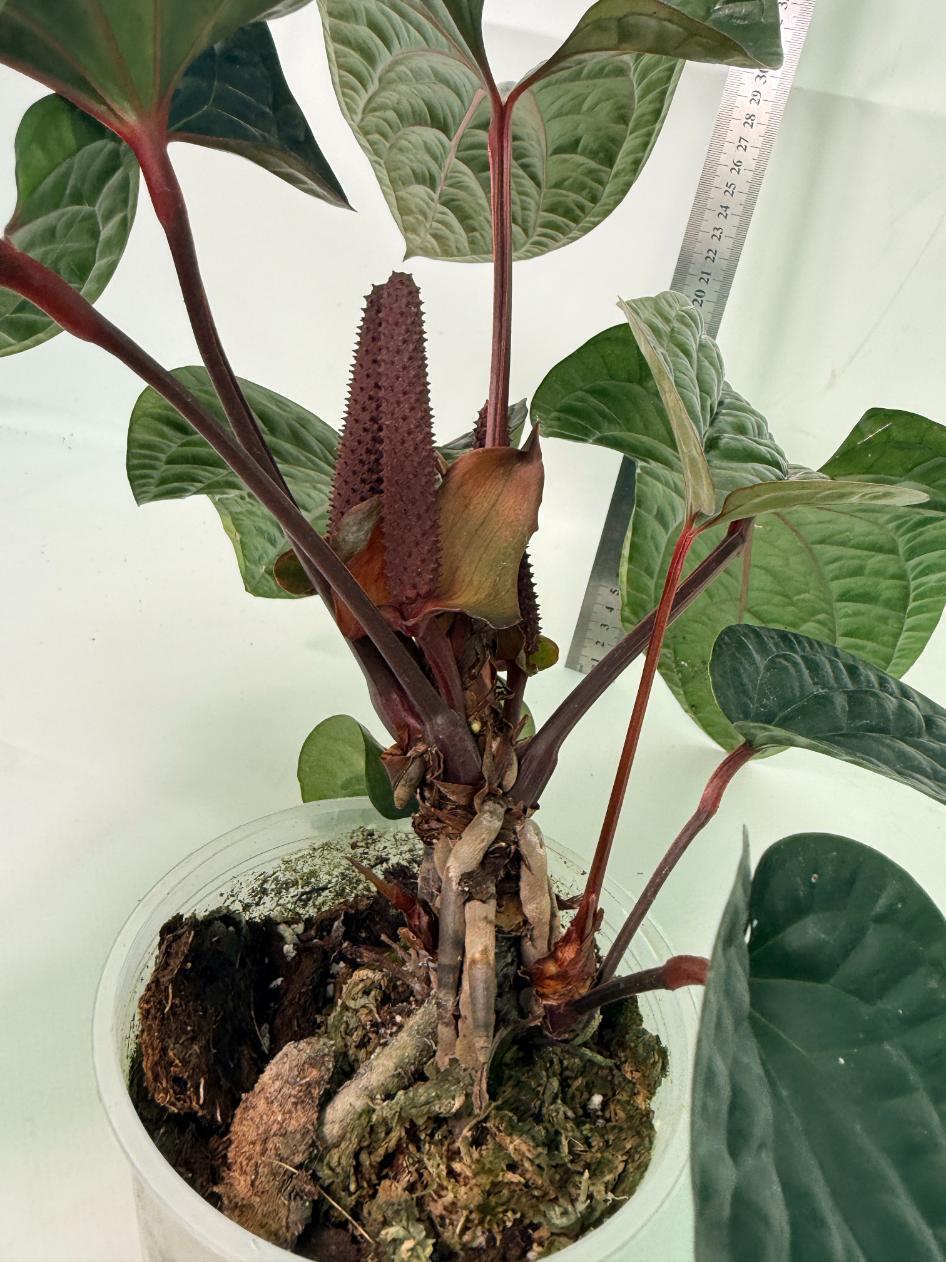 Anthurium Luxurians x Radicans  XL 2 in 1 pot 7