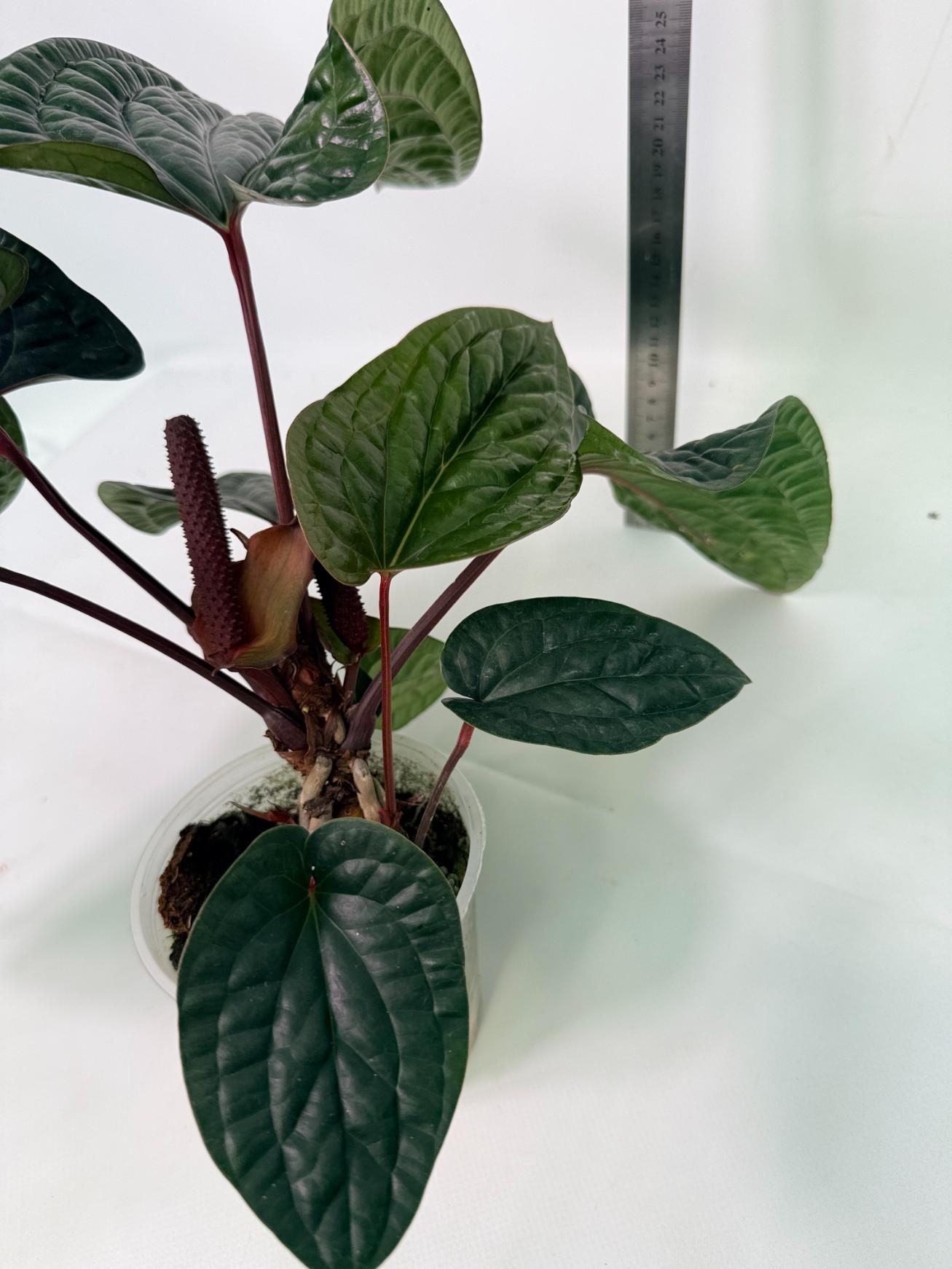 Anthurium Luxurians x Radicans  XL 2 in 1 pot 8