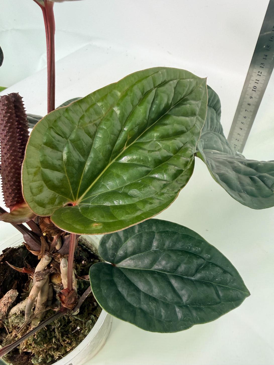 Anthurium Luxurians x Radicans  XL 2 in 1 pot 9