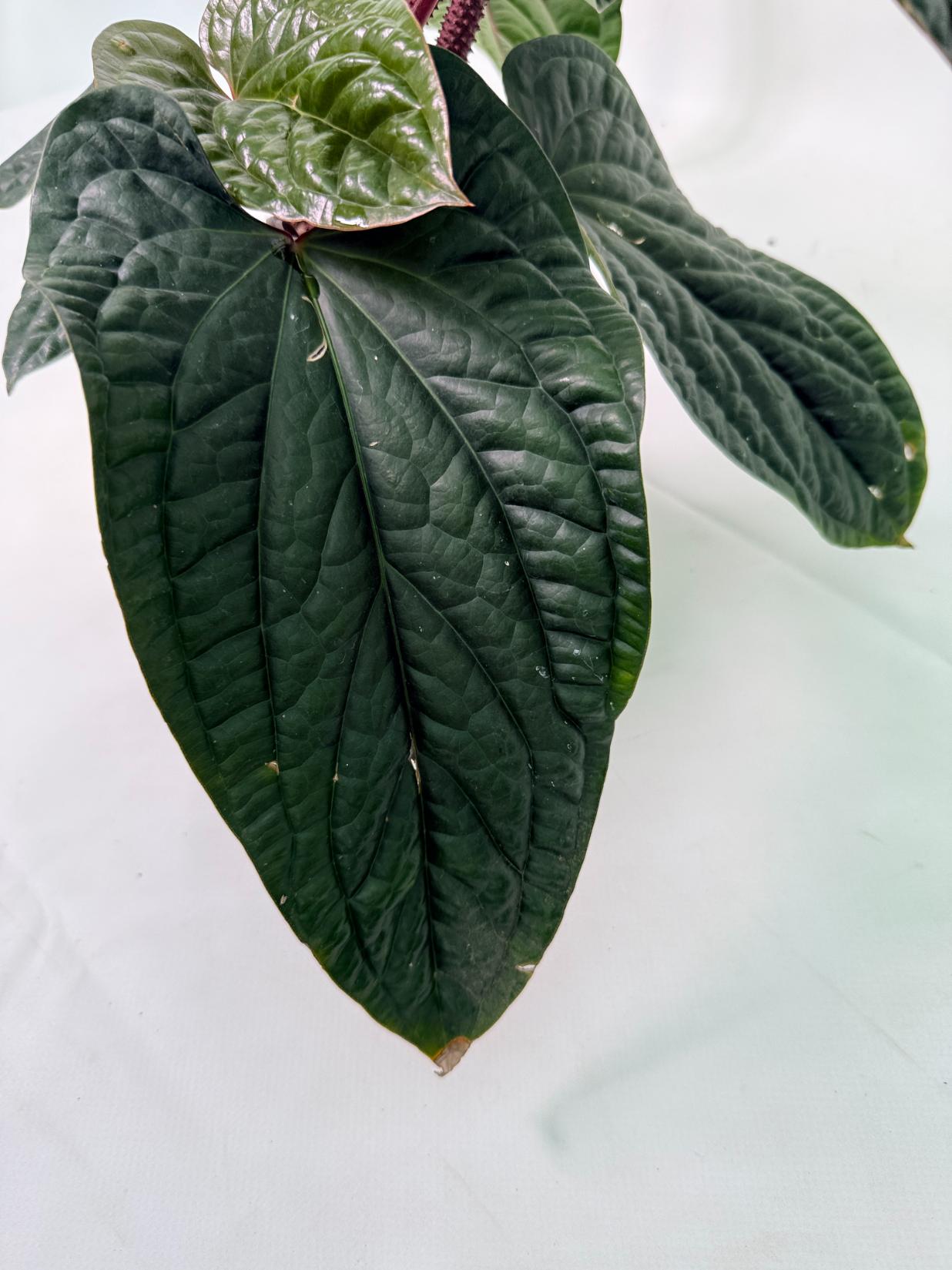 Anthurium Luxurians x Radicans  XL 2 in 1 pot 10