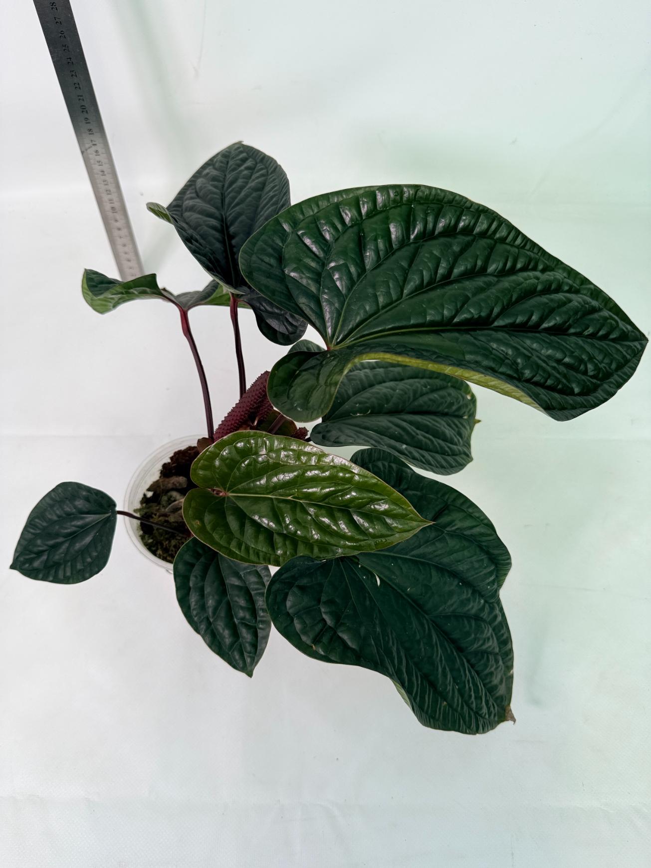Anthurium Luxurians x Radicans  XL 2 in 1 pot 2