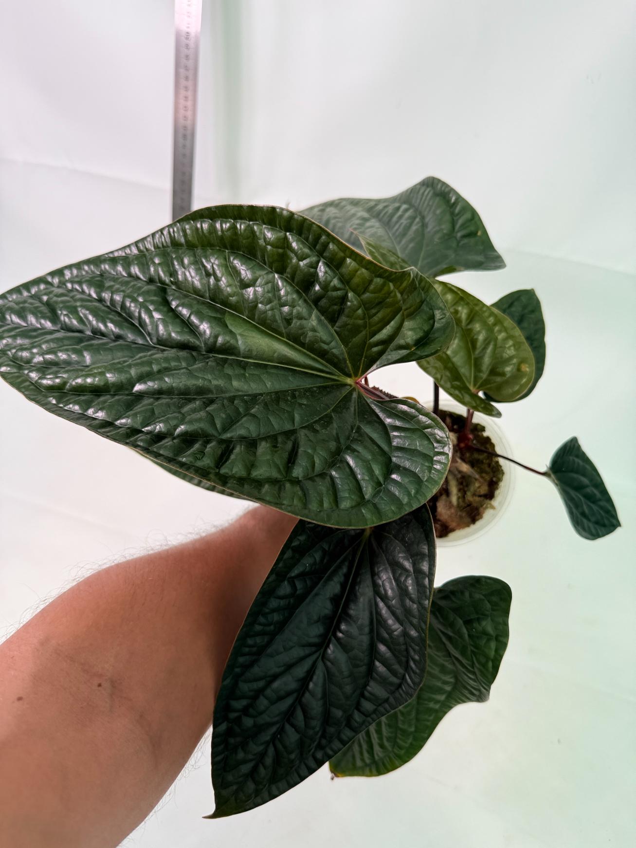 Anthurium Luxurians x Radicans  XL 2 in 1 pot 3