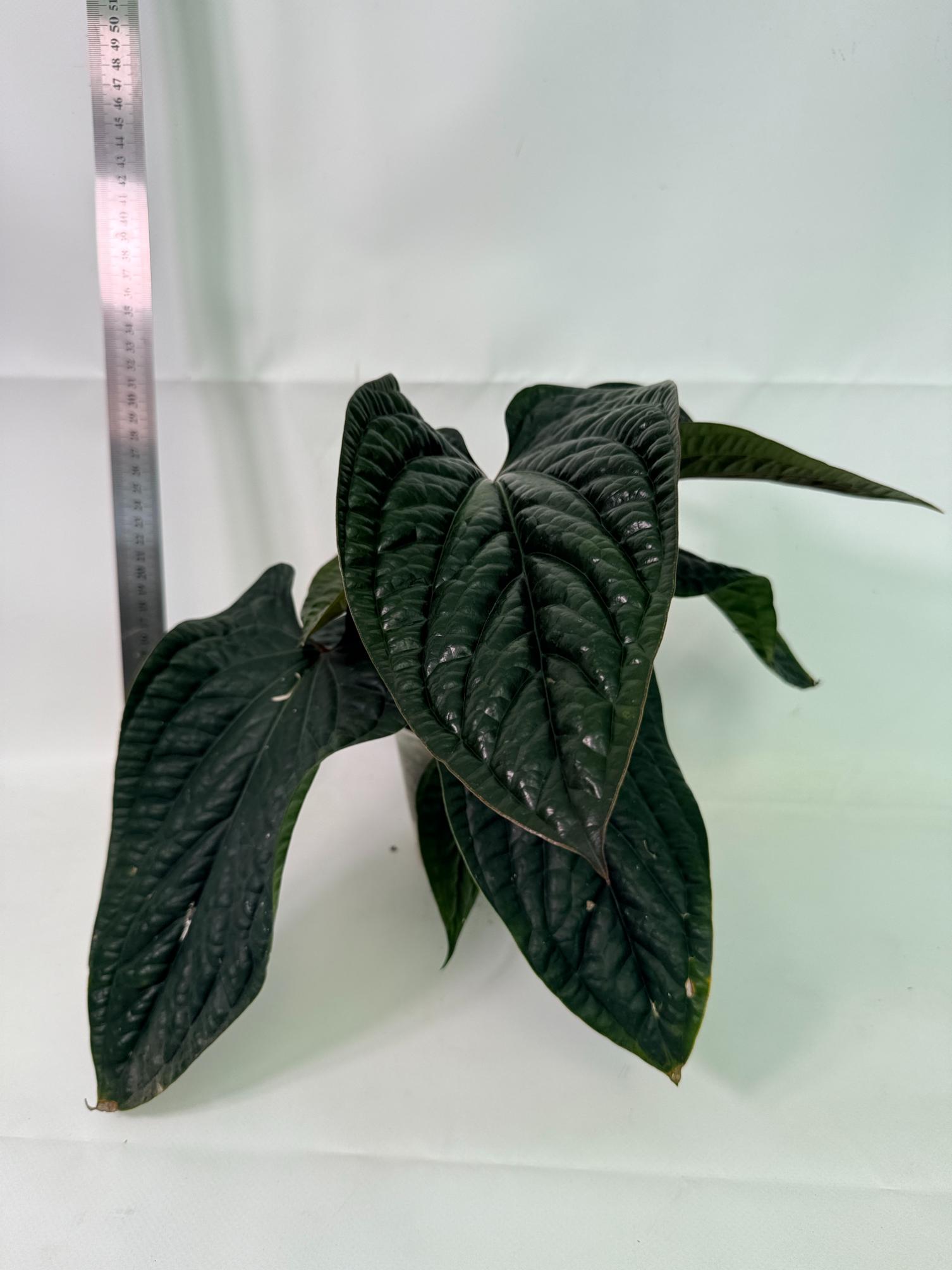 Anthurium Luxurians x Radicans  XL 2 in 1 pot   1