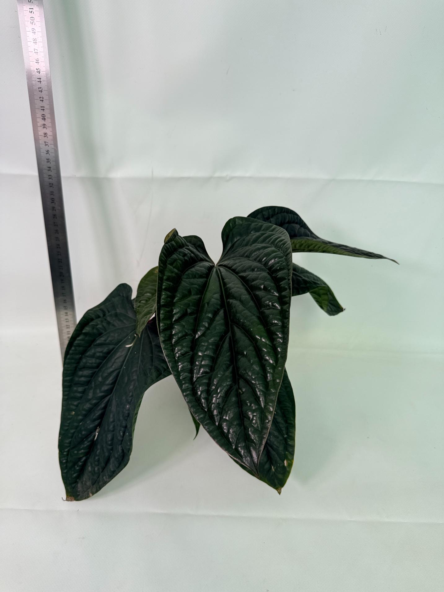 Anthurium Luxurians x Radicans  XL 2 in 1 pot 11