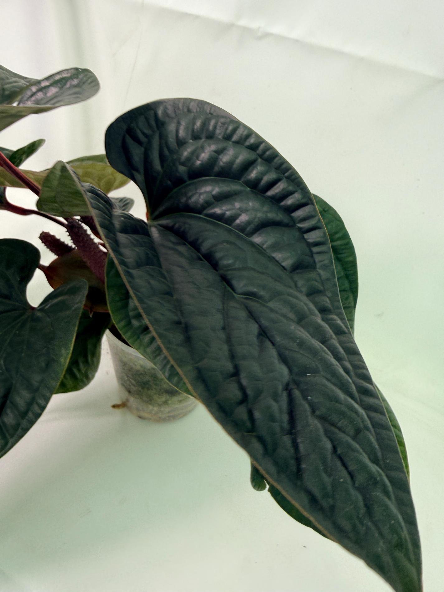 Anthurium Luxurians x Radicans  XL 2 in 1 pot 5