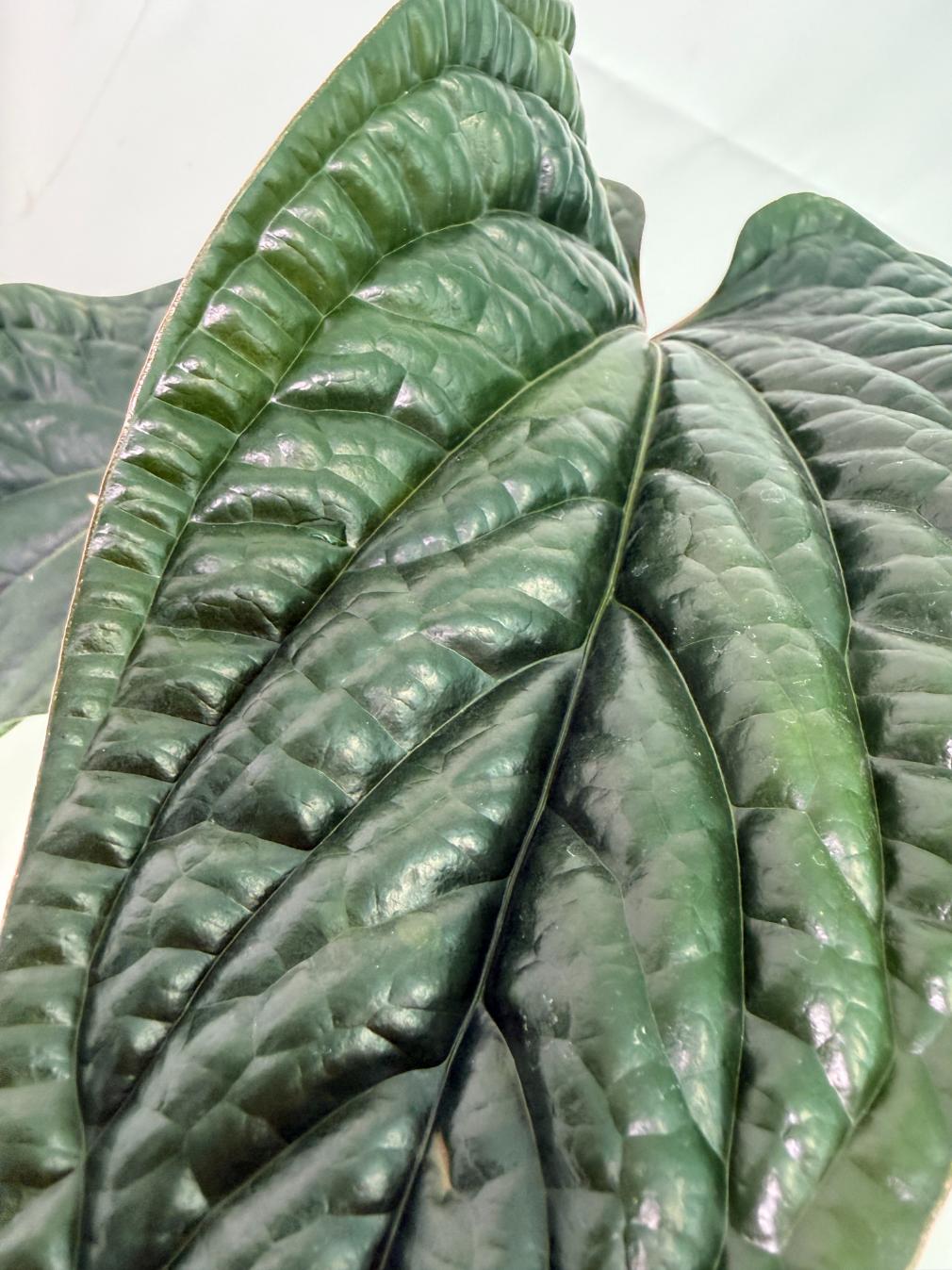 Anthurium Luxurians x Radicans  XL 2 in 1 pot 4