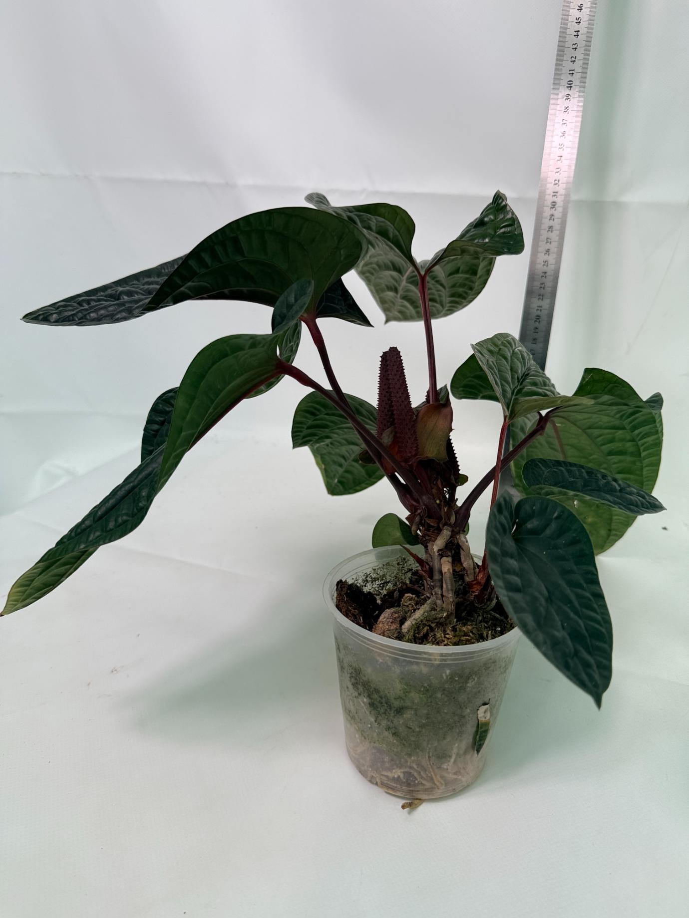 Anthurium Luxurians x Radicans  XL 2 in 1 pot 6