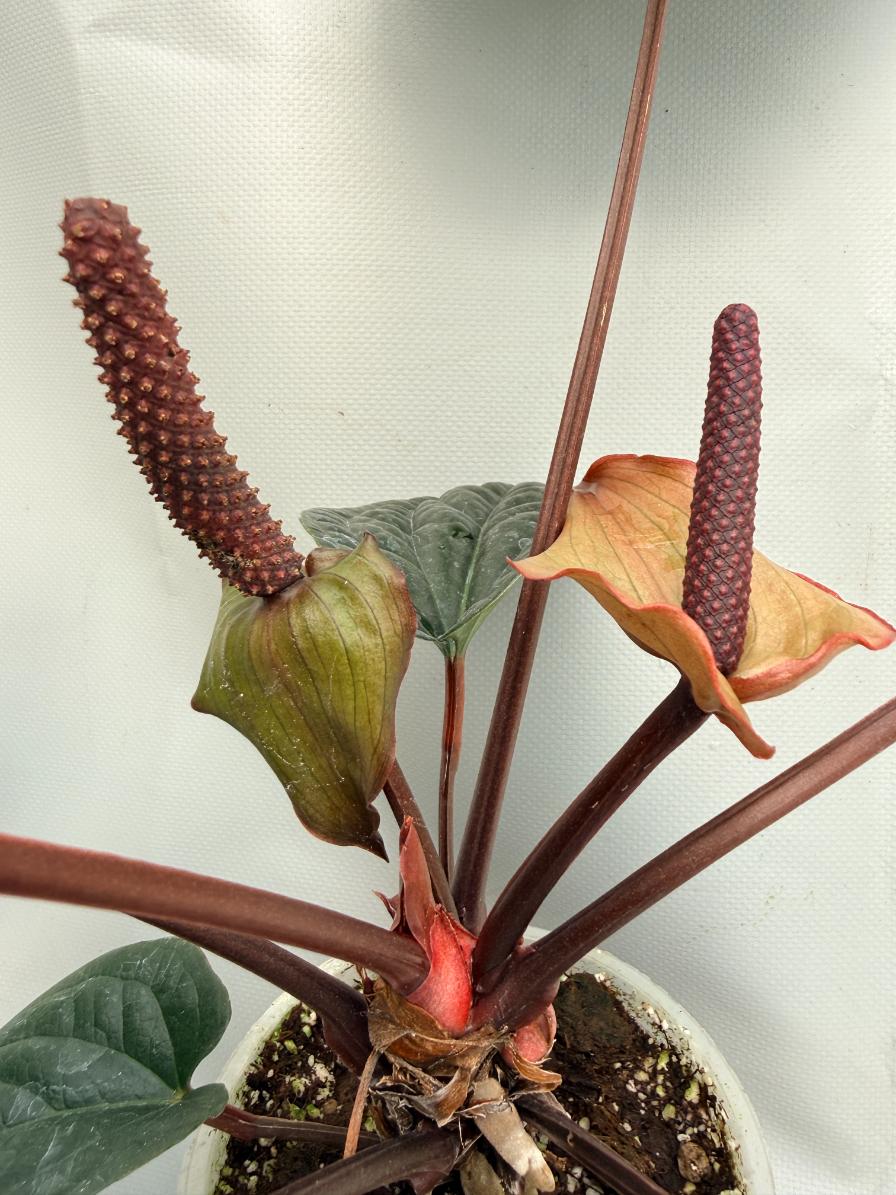 Anthurium Luxurians x Radicans  XL 05