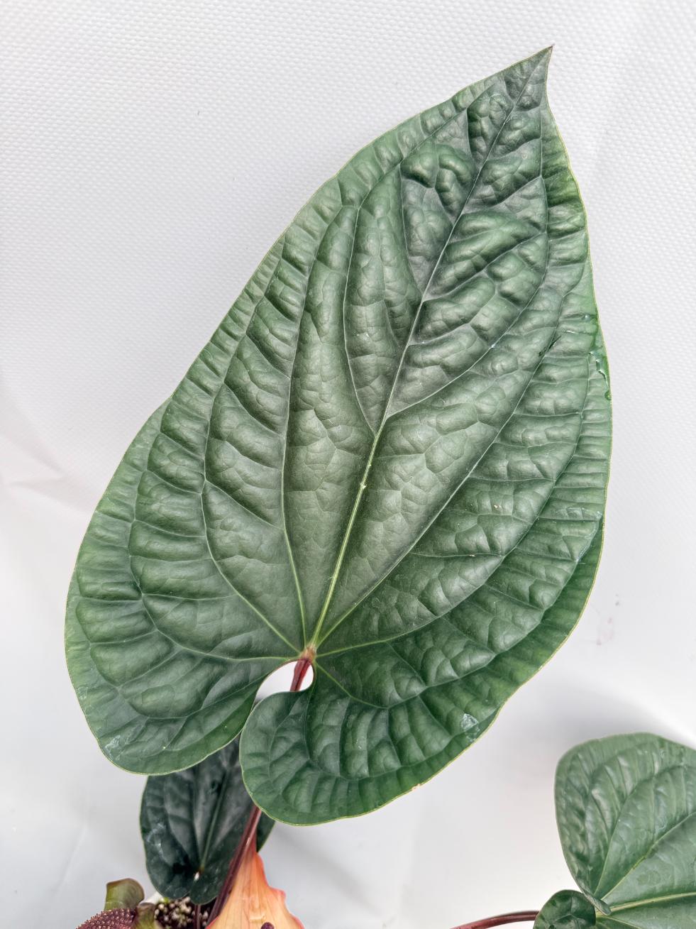 Anthurium Luxurians x Radicans  XL 07