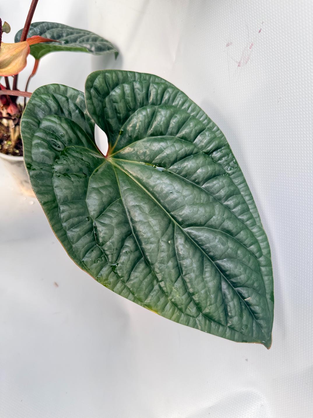 Anthurium Luxurians x Radicans XL | Welovetropicalplants