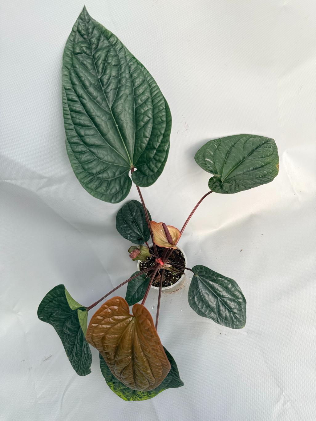 Anthurium Luxurians x Radicans  XL 01