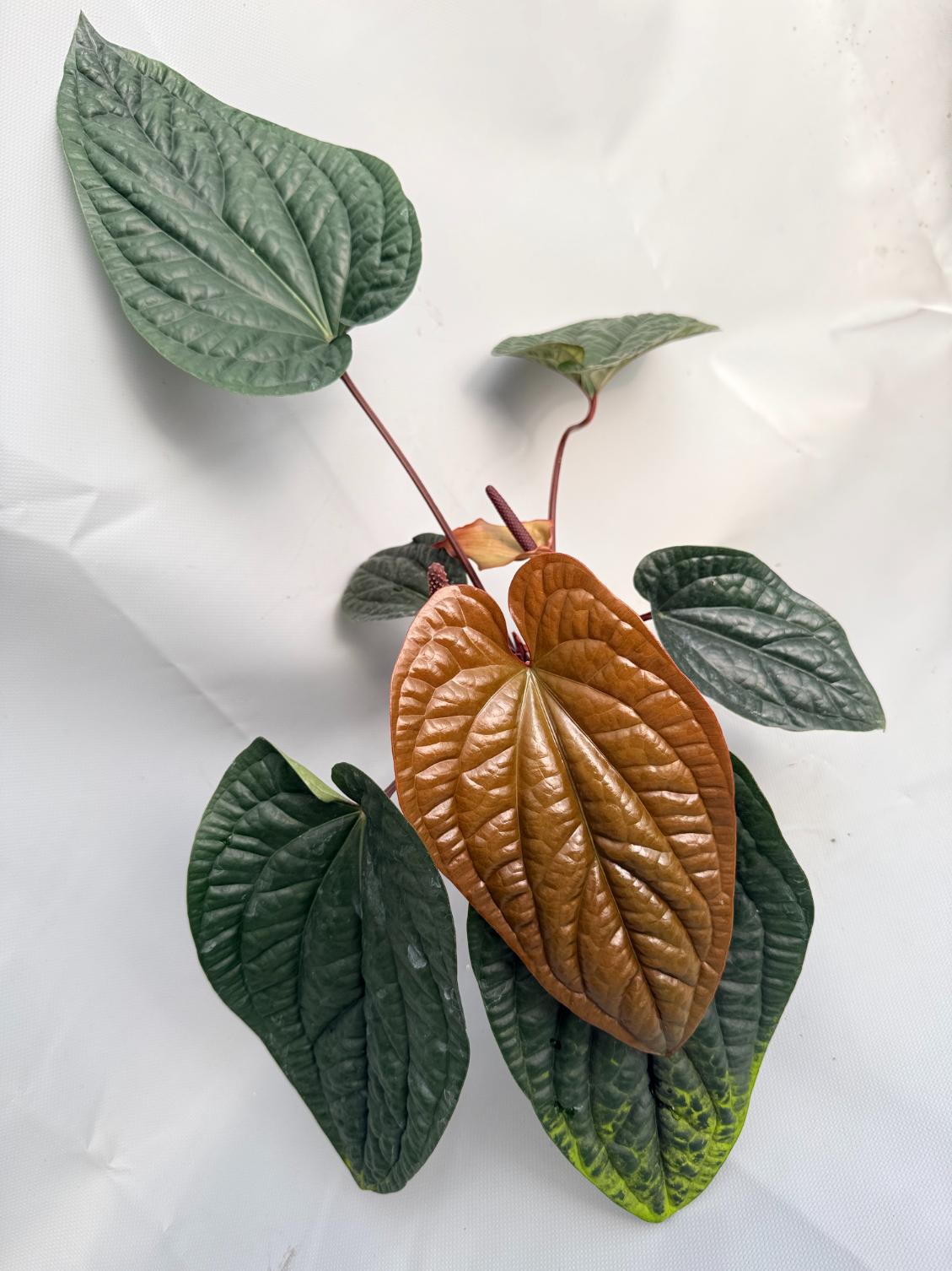 Anthurium Luxurians x Radicans  XL 02