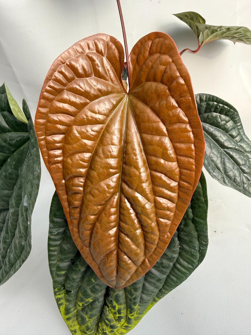 Anthurium Luxurians x Radicans XL | Welovetropicalplants