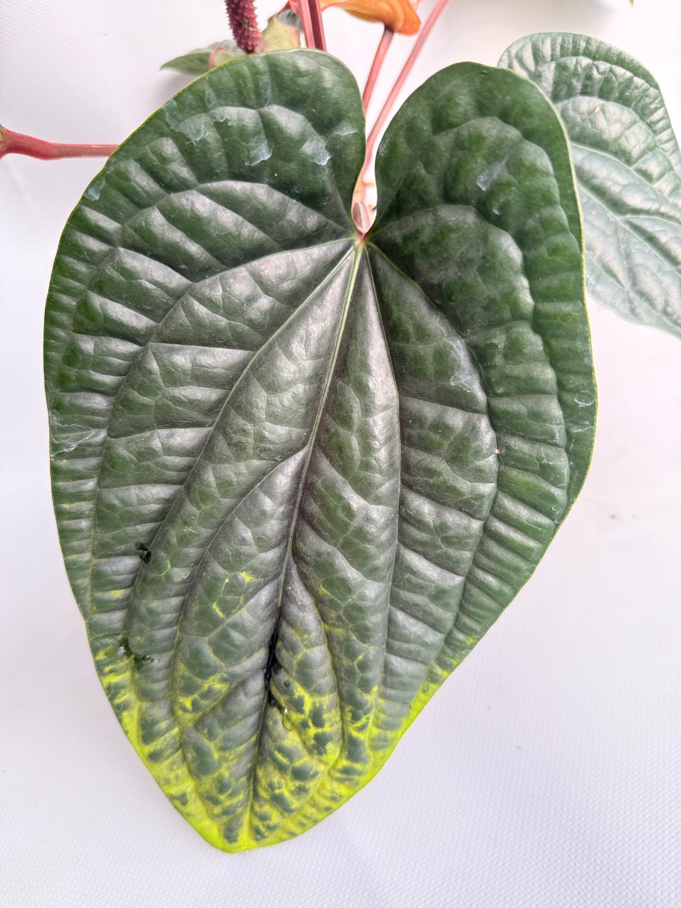 philodendron radicans Anthurium Luxurians x Radicans XL