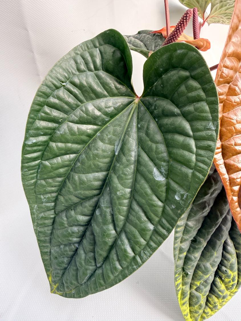 anthurium radicans x luxurians care Anthurium Luxurians x Radicans XL